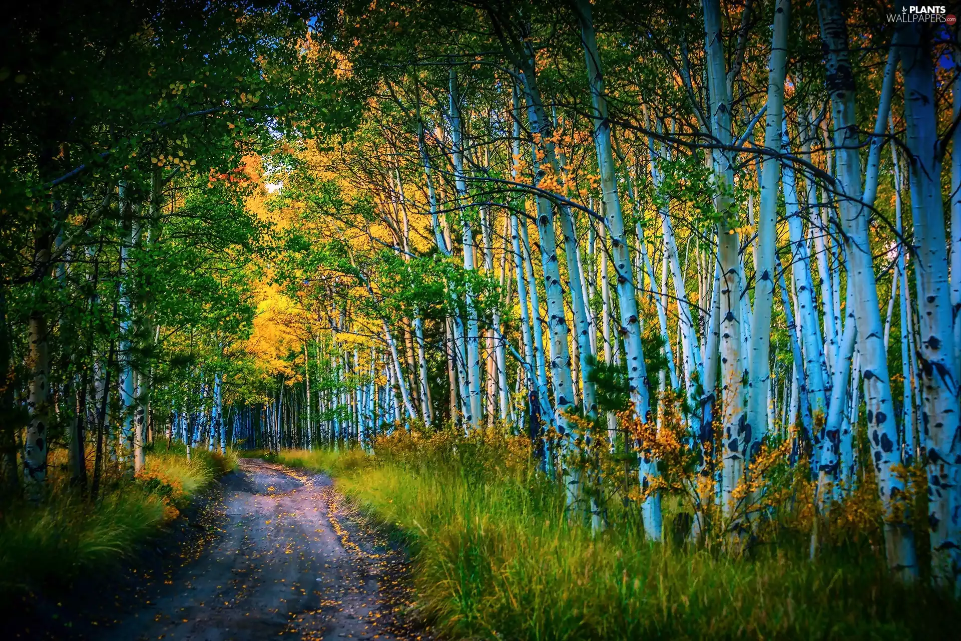birch, Way, autumn, forest