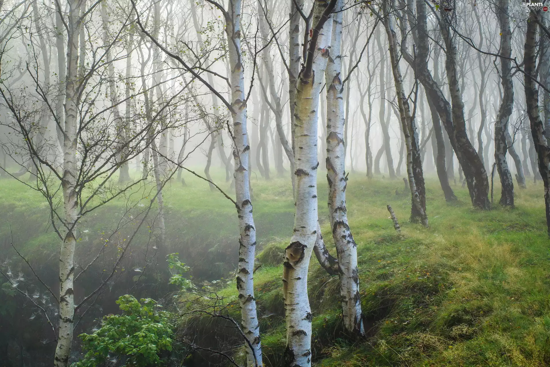 birch, Fog, birch, forest