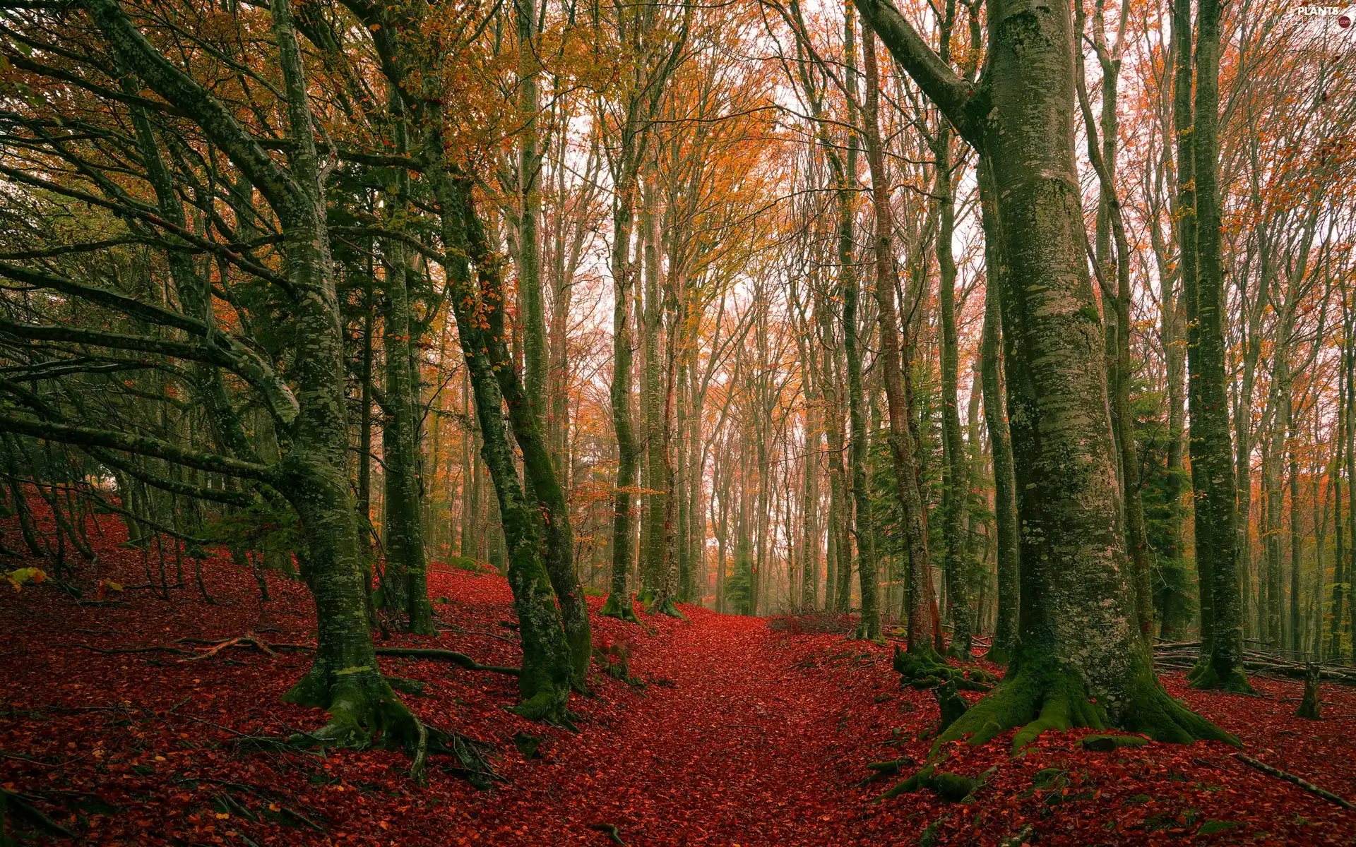forest, autumn, trees, viewes, Leaf, Path, Red, fallen, branch pics