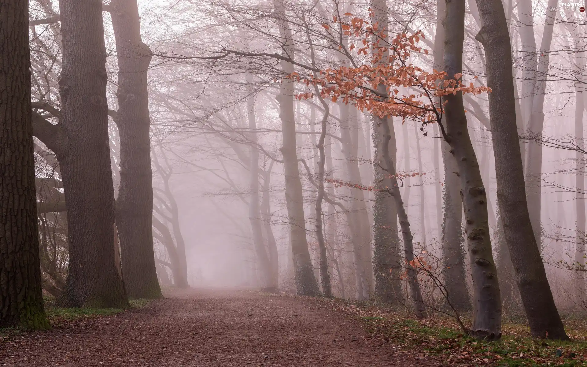 forest, autumn, trees, viewes, morning, Way, Fog, Leaf, branch pics