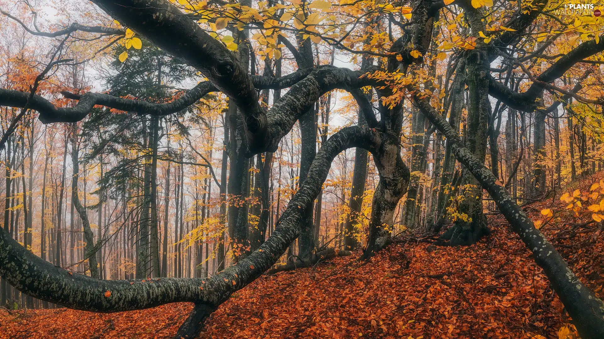 Leaf, forest, branches, autumn, trees