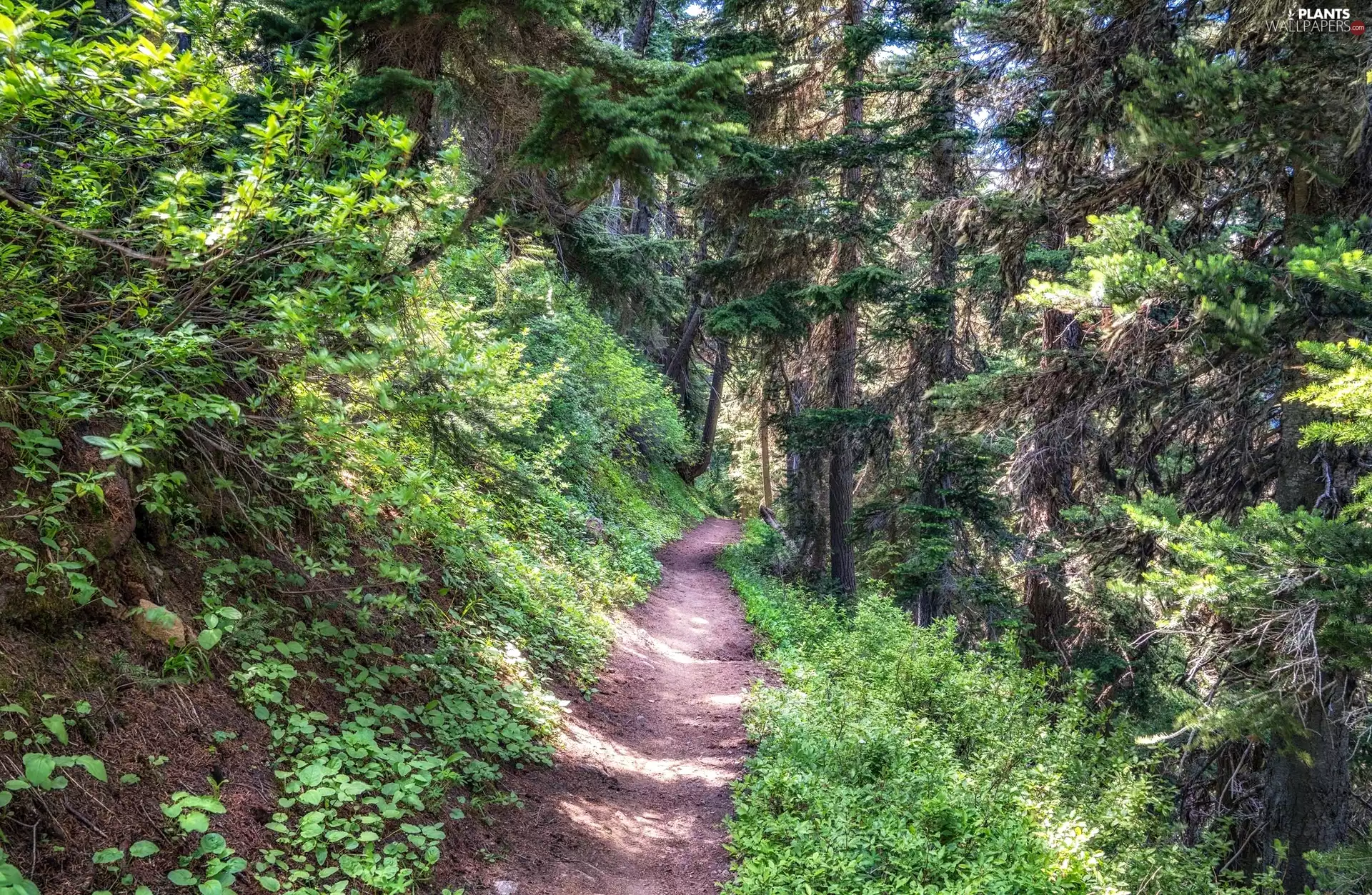 viewes, light breaking through sky, Path, trees, forest