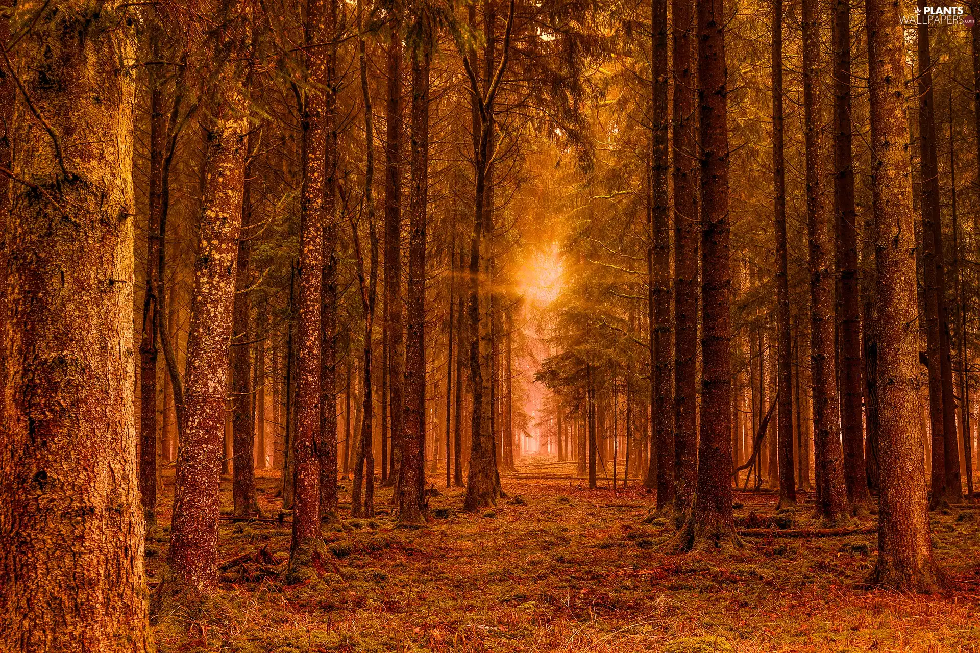 viewes, light breaking through sky, high, trees, forest