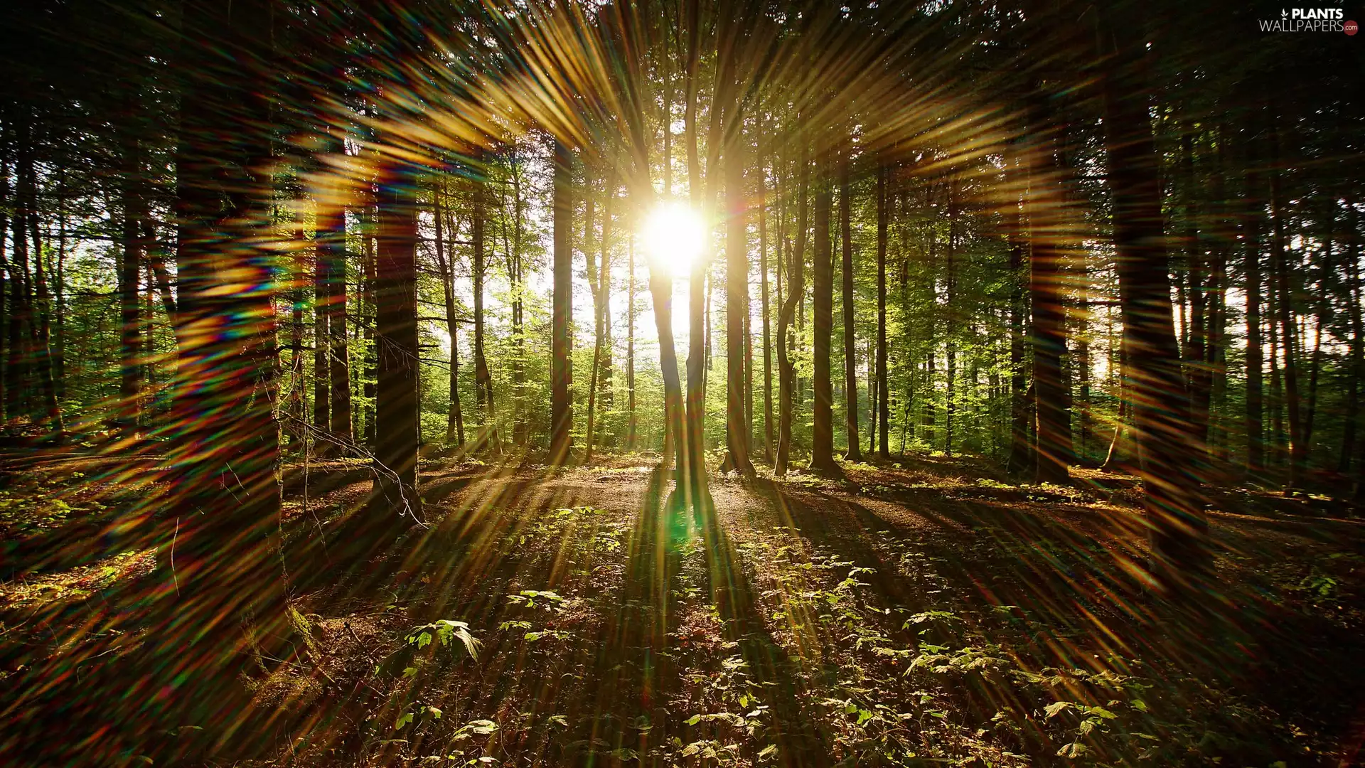 viewes, light breaking through sky, sun, trees, forest
