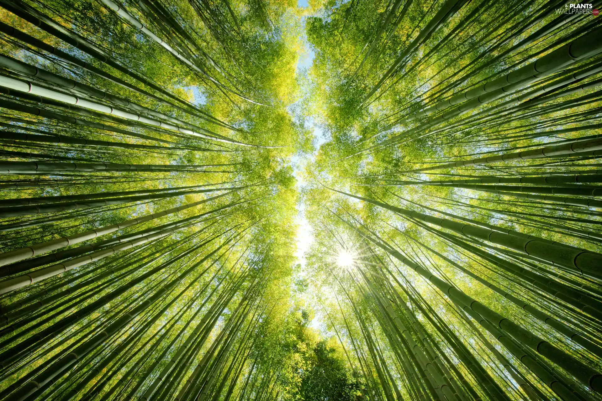 bamboos, light breaking through sky, trees, viewes, forest