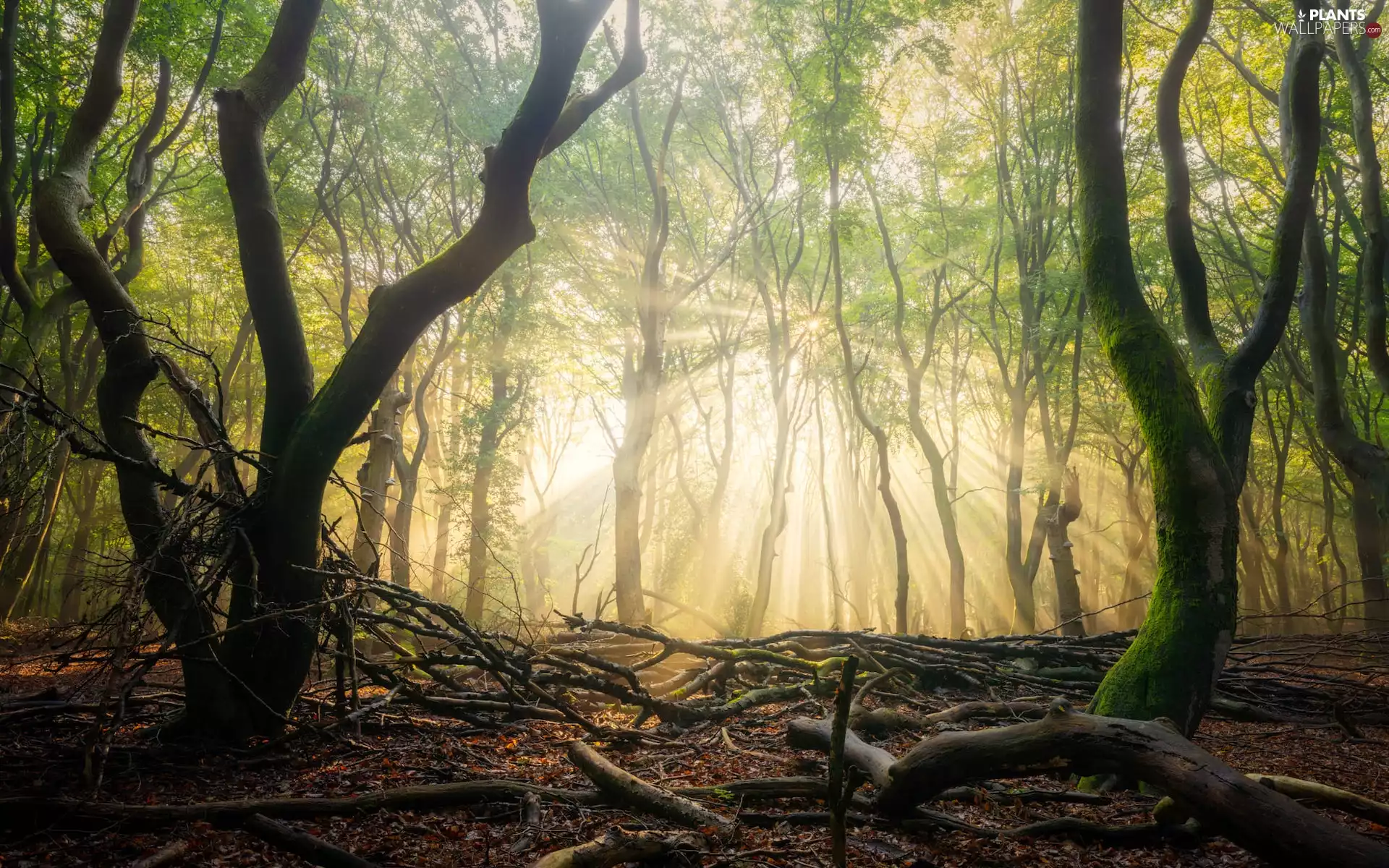 branches, light breaking through sky, trees, viewes, forest