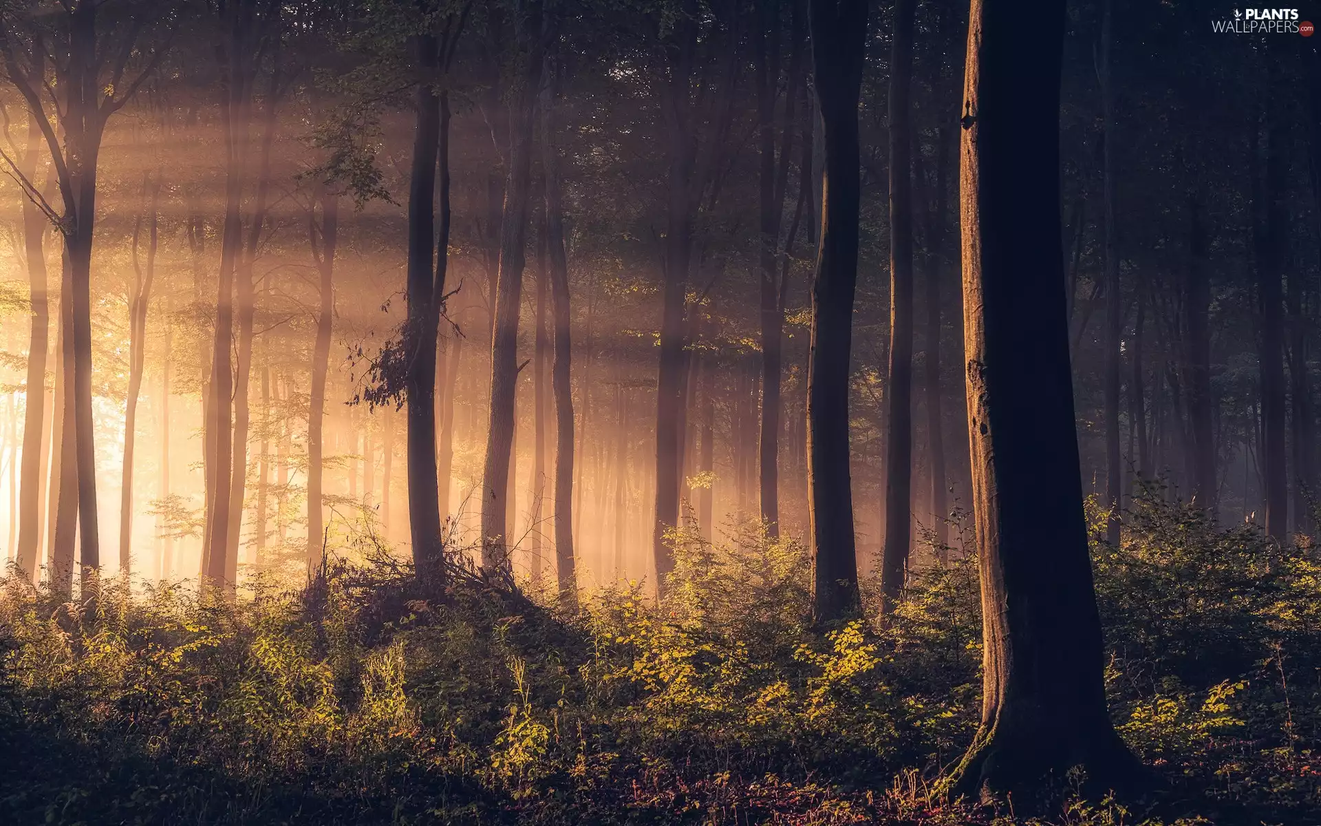 Bush, light breaking through sky, trees, viewes, forest