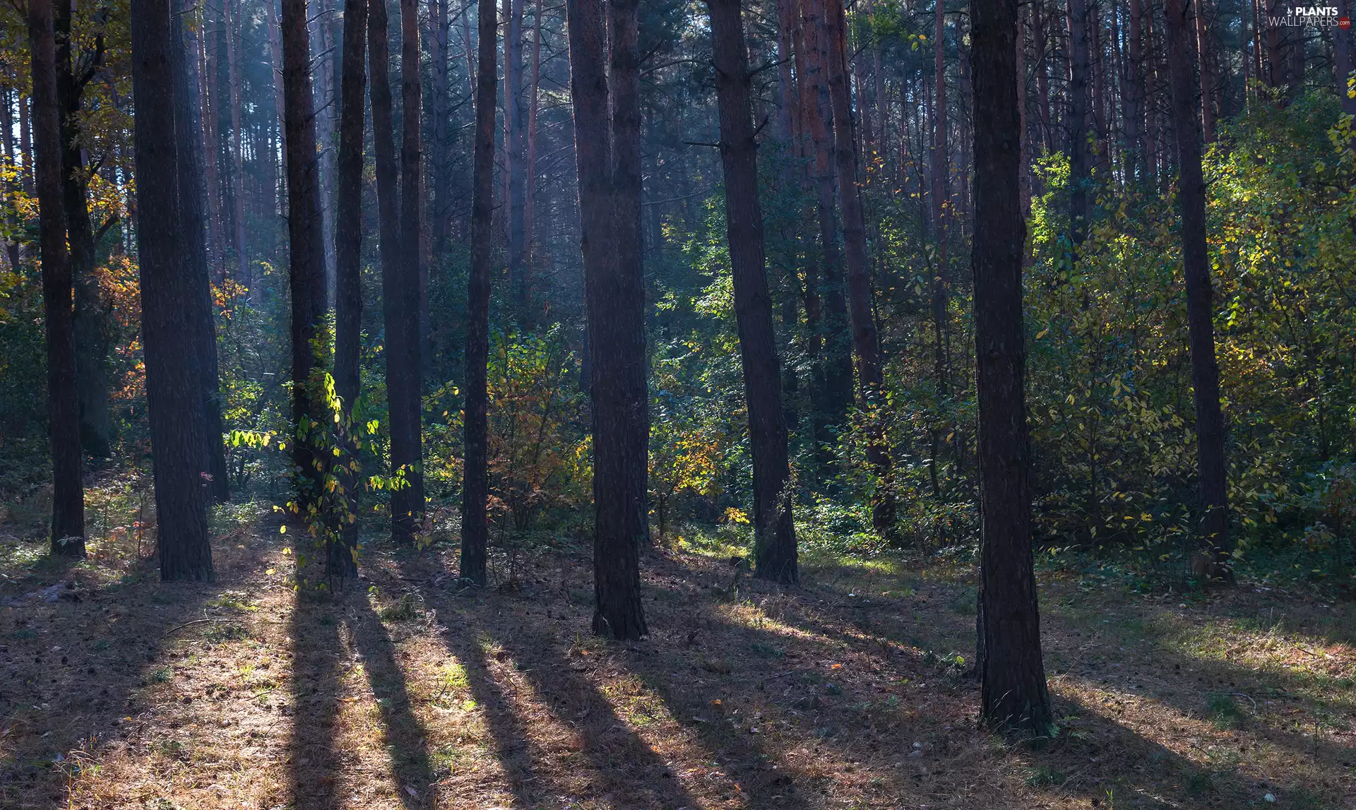 Plants, light breaking through sky, trees, viewes, forest
