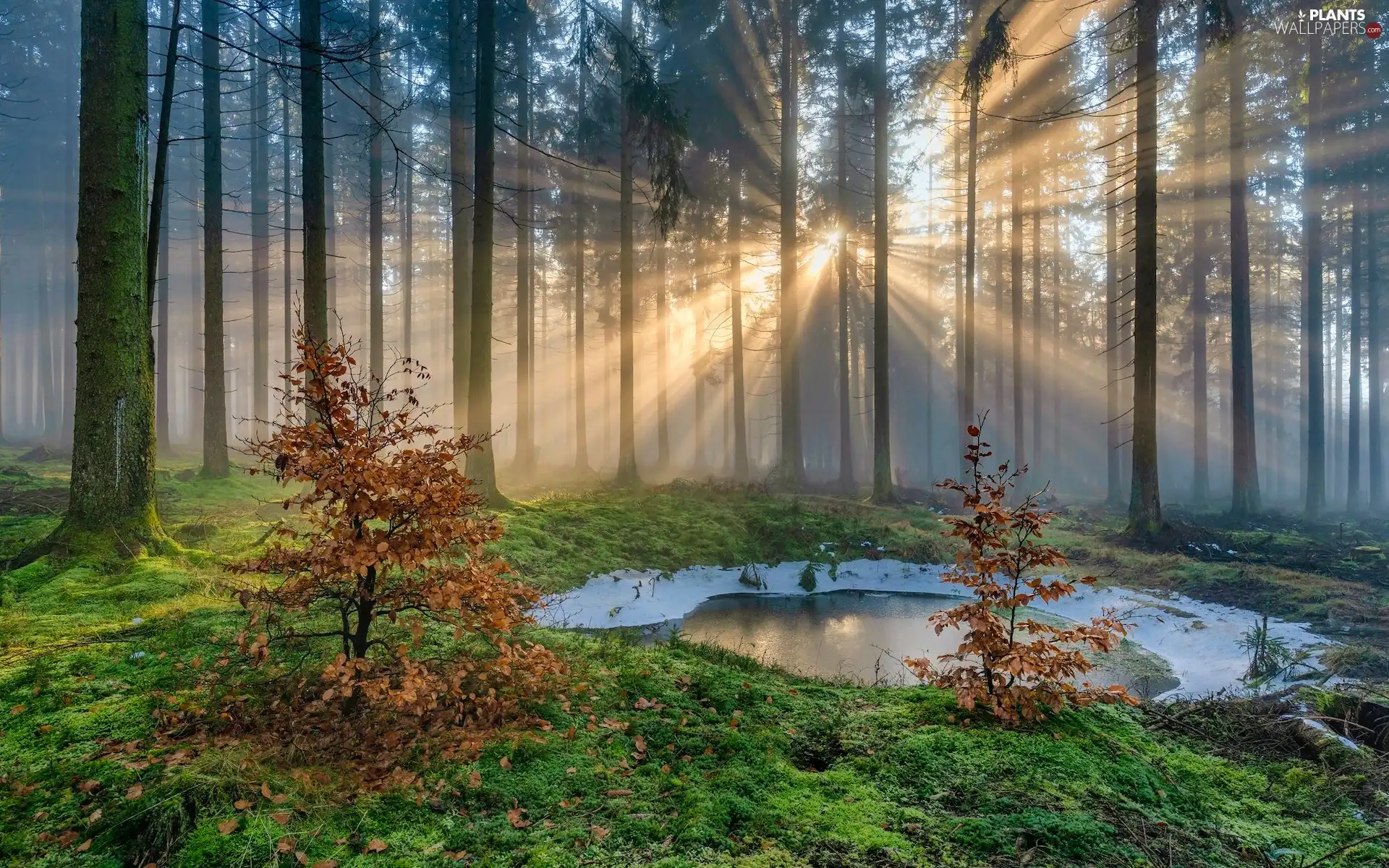 puddle, light breaking through sky, trees, viewes, forest