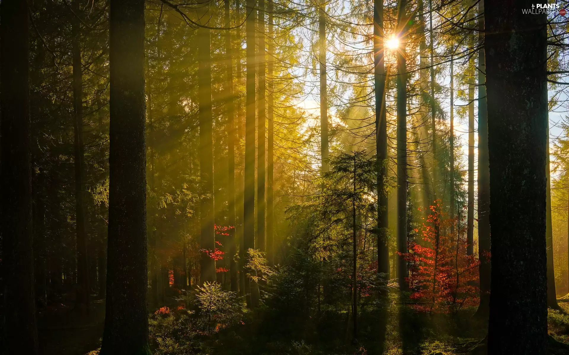 rays, light breaking through sky, trees, viewes, forest