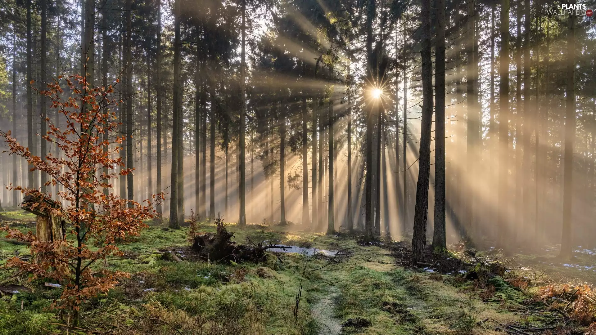 sunny, light breaking through sky, trees, viewes, forest