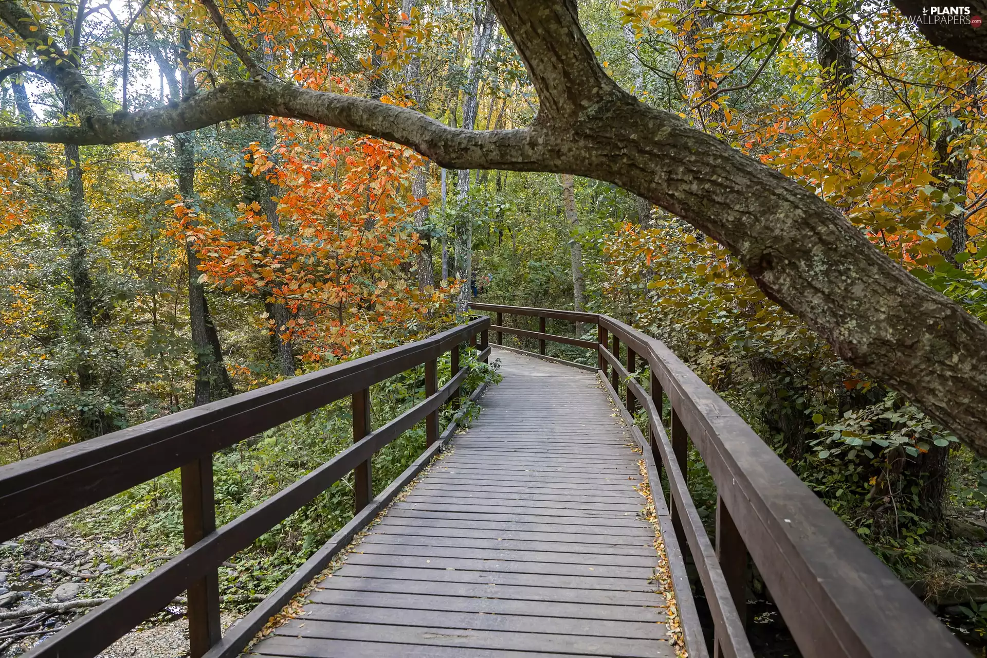 viewes, forest, bridge, trees, autumn