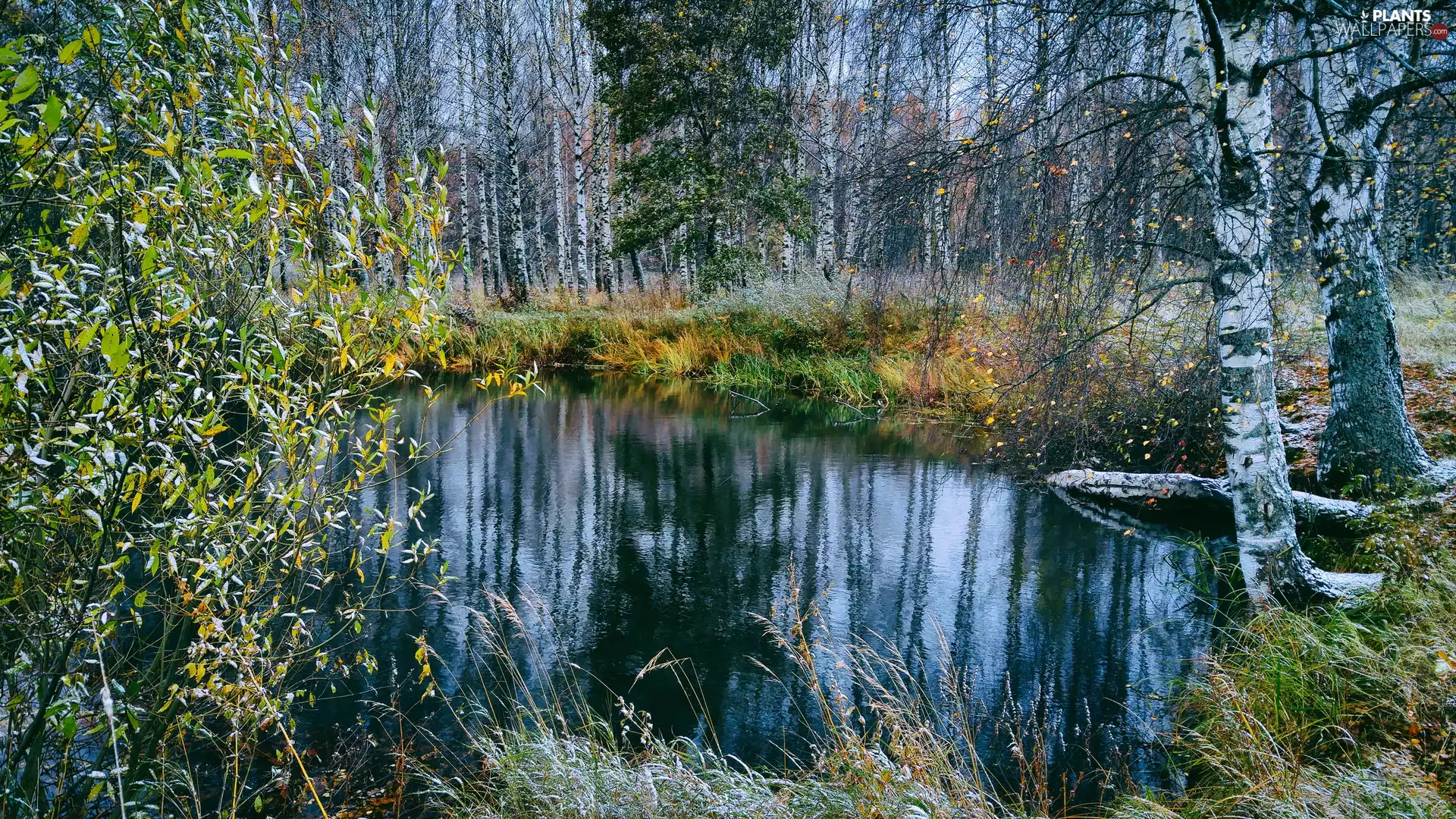 forest, trees, grass, viewes, frosted, Pond - car, autumn, birch