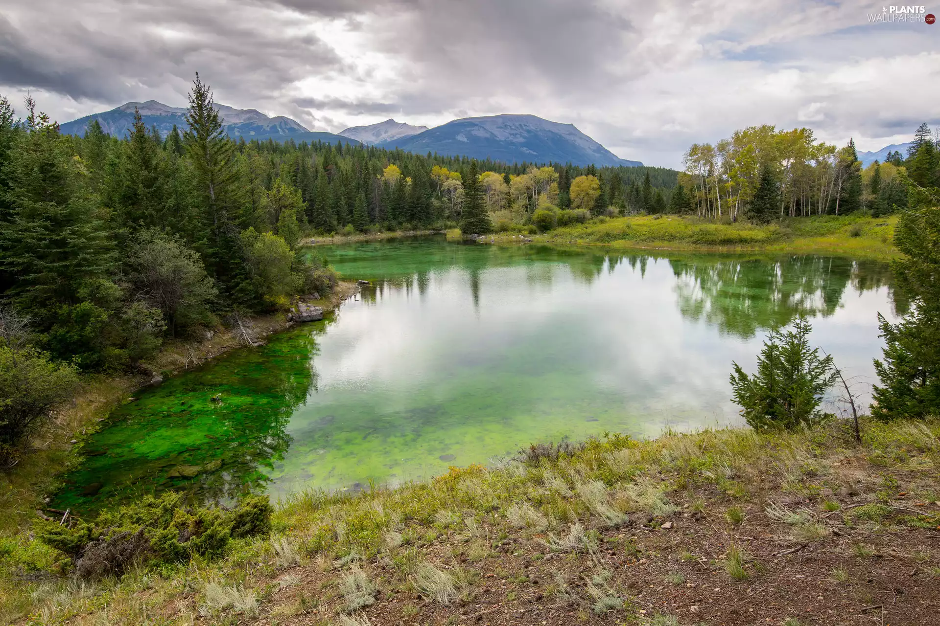 trees, lake, clouds, forest, Mountains, viewes, VEGETATION