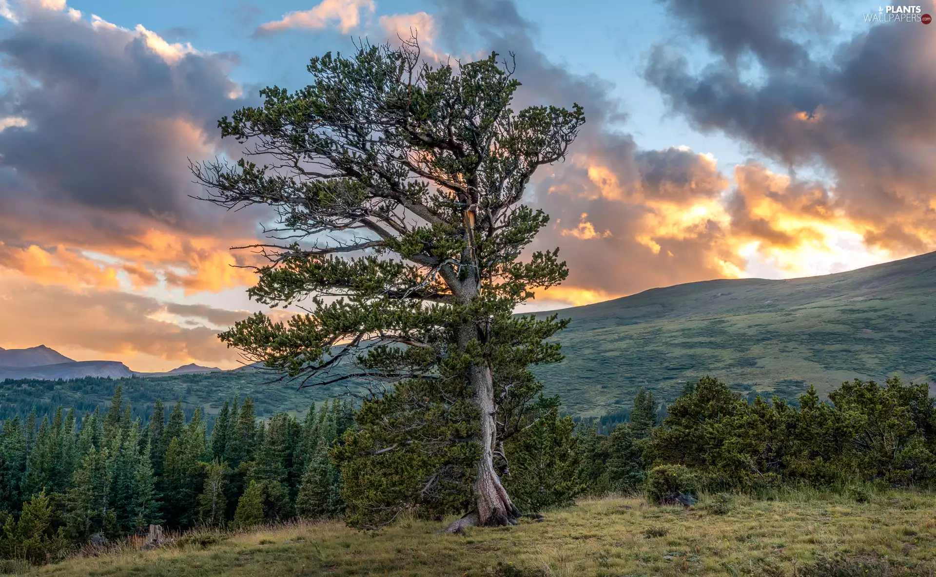 viewes, forest, clouds, trees, Mountains
