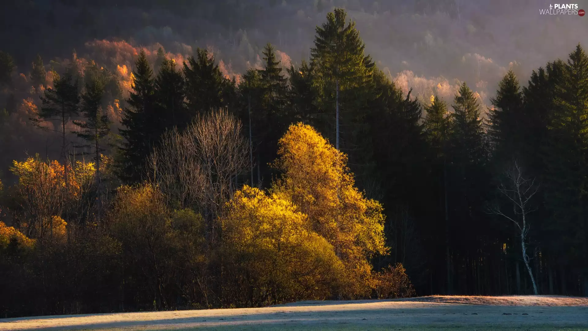 viewes, forest, color, trees, autumn