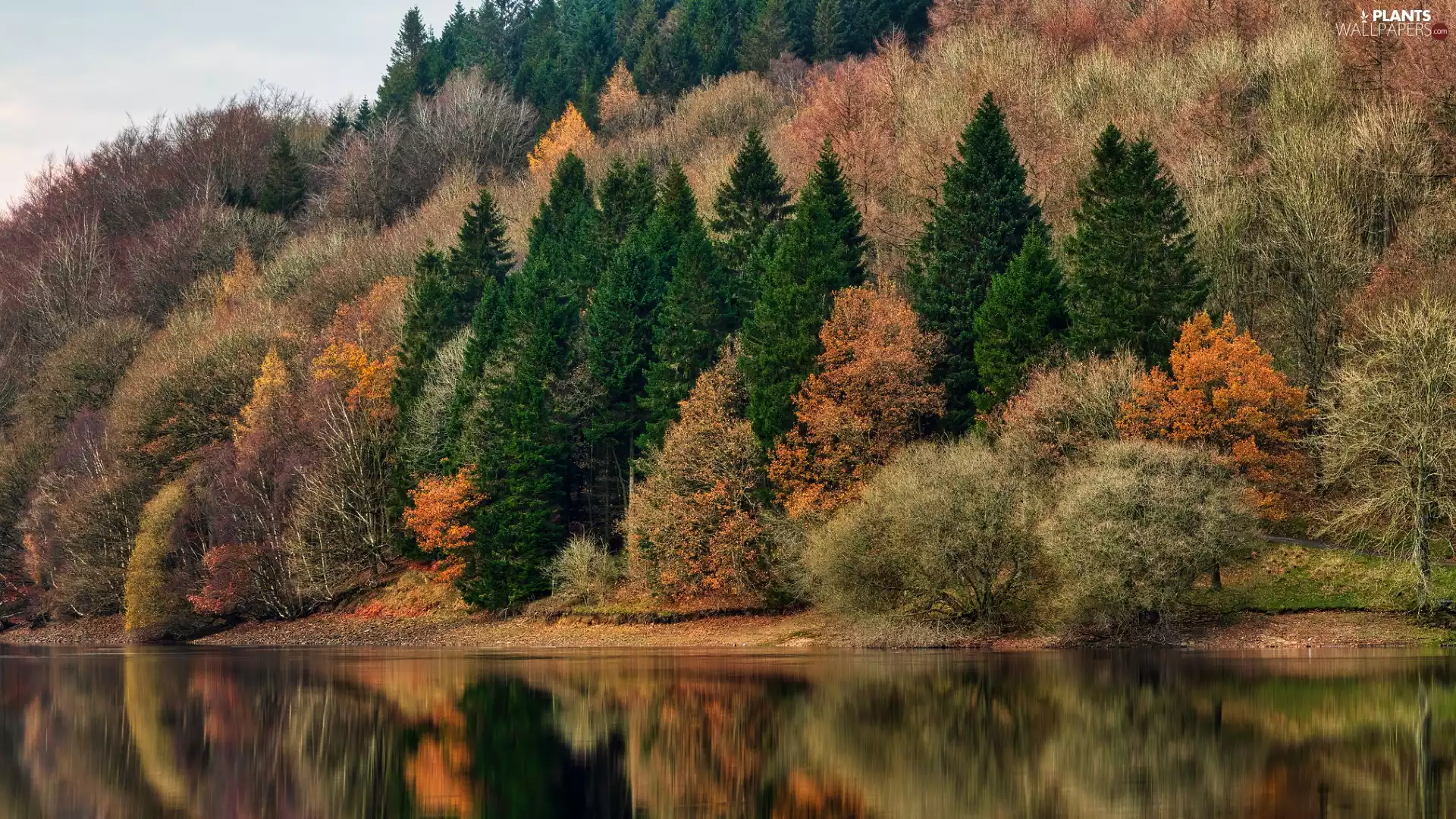 trees, autumn, lake, forest, viewes, color