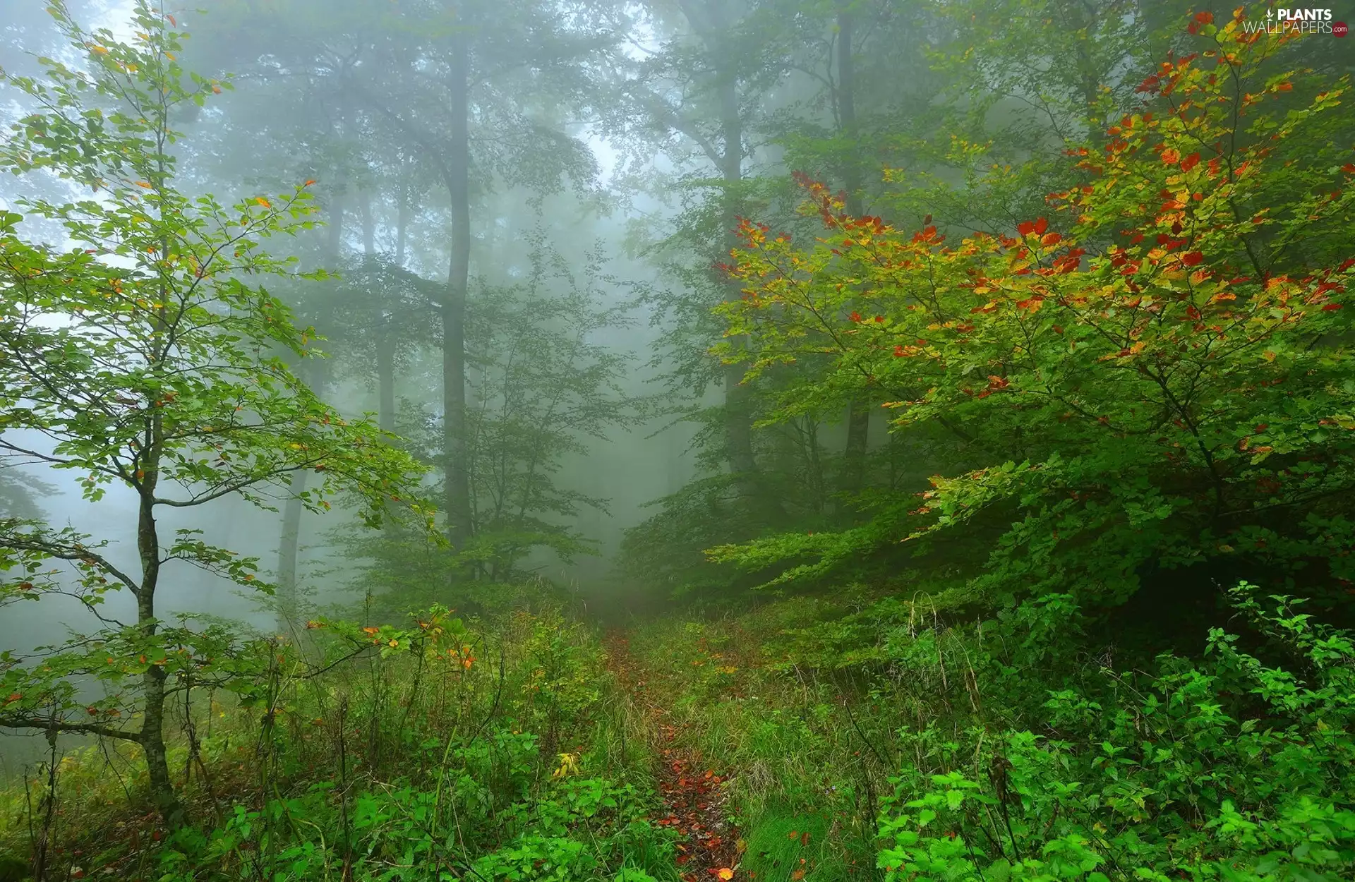 forest, Green, viewes, Fog, trees, Basque Country, Spain, Path
