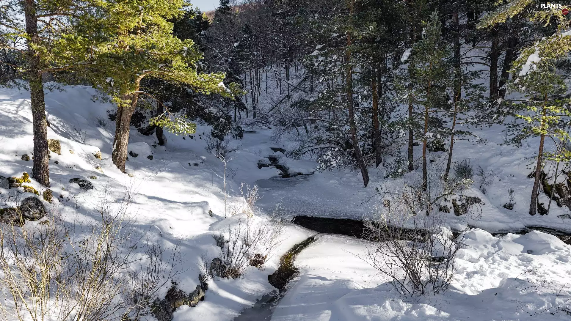 A snow-covered, winter, trees, viewes, River, forest