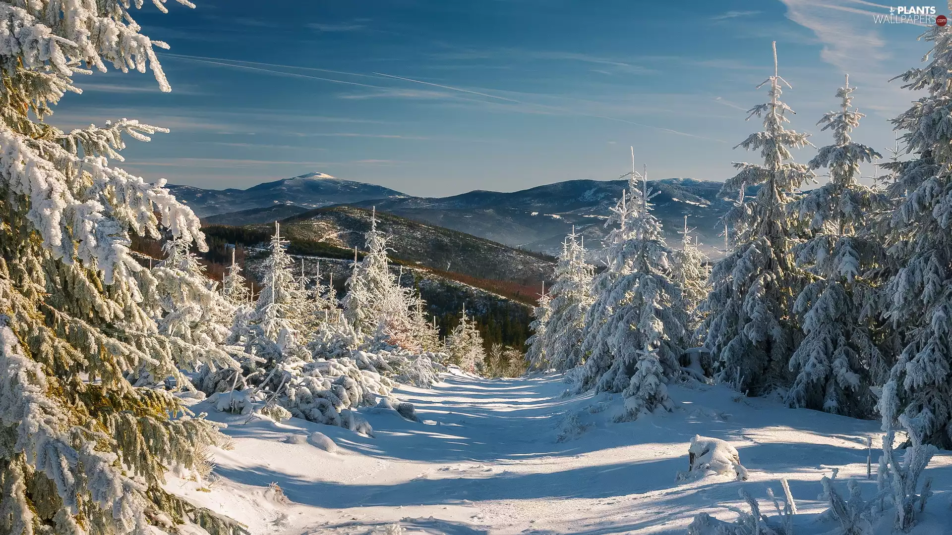 trees, viewes, day, snowy, sunny, Mountains, winter, forest