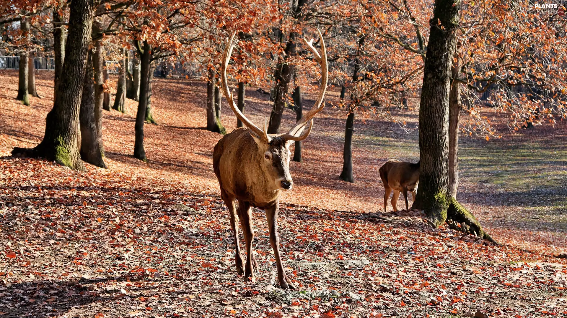 deer, autumn, Leaf, forest