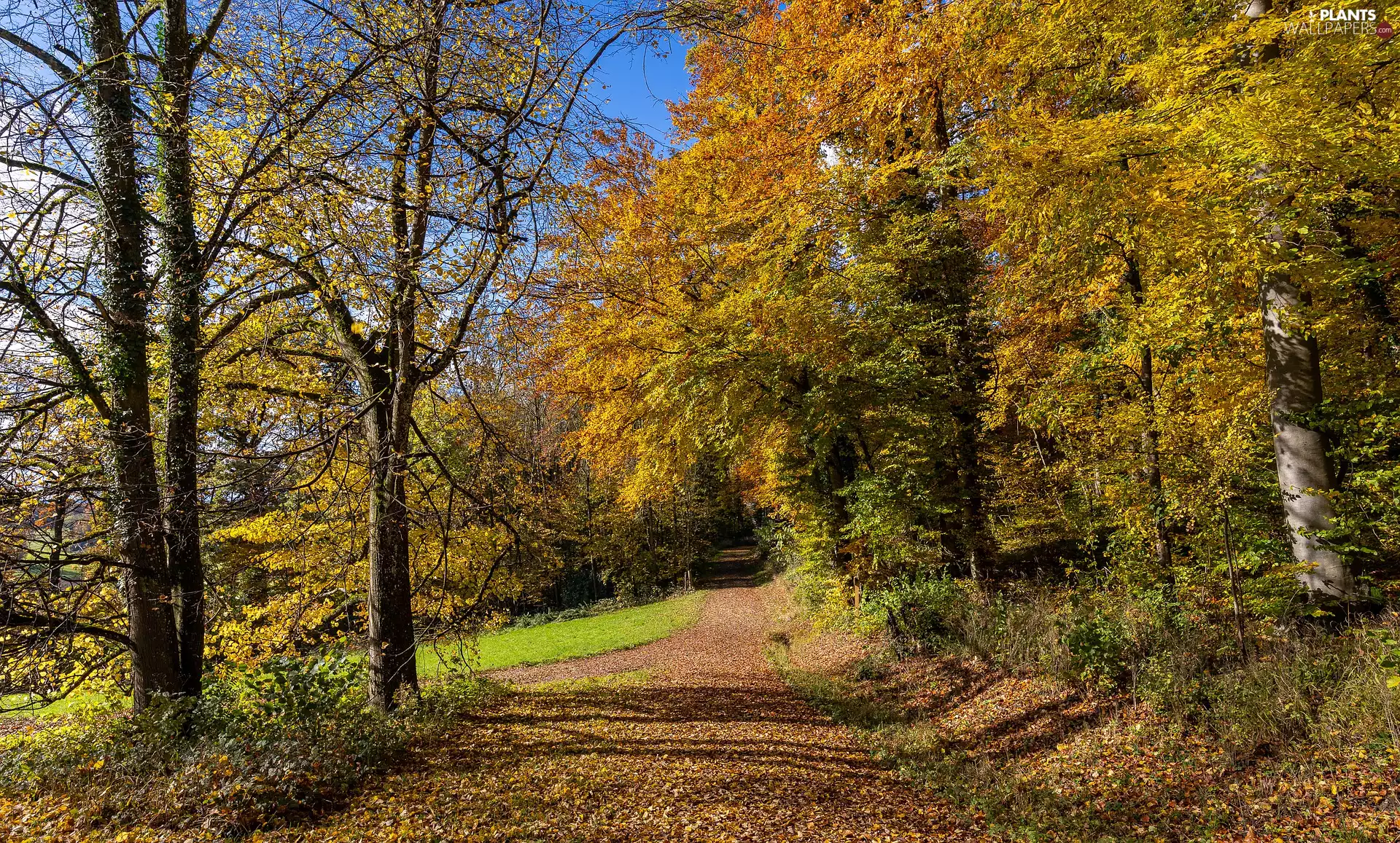 forest, autumn, trees, viewes, sunny, day, fallen, Leaf, Path
