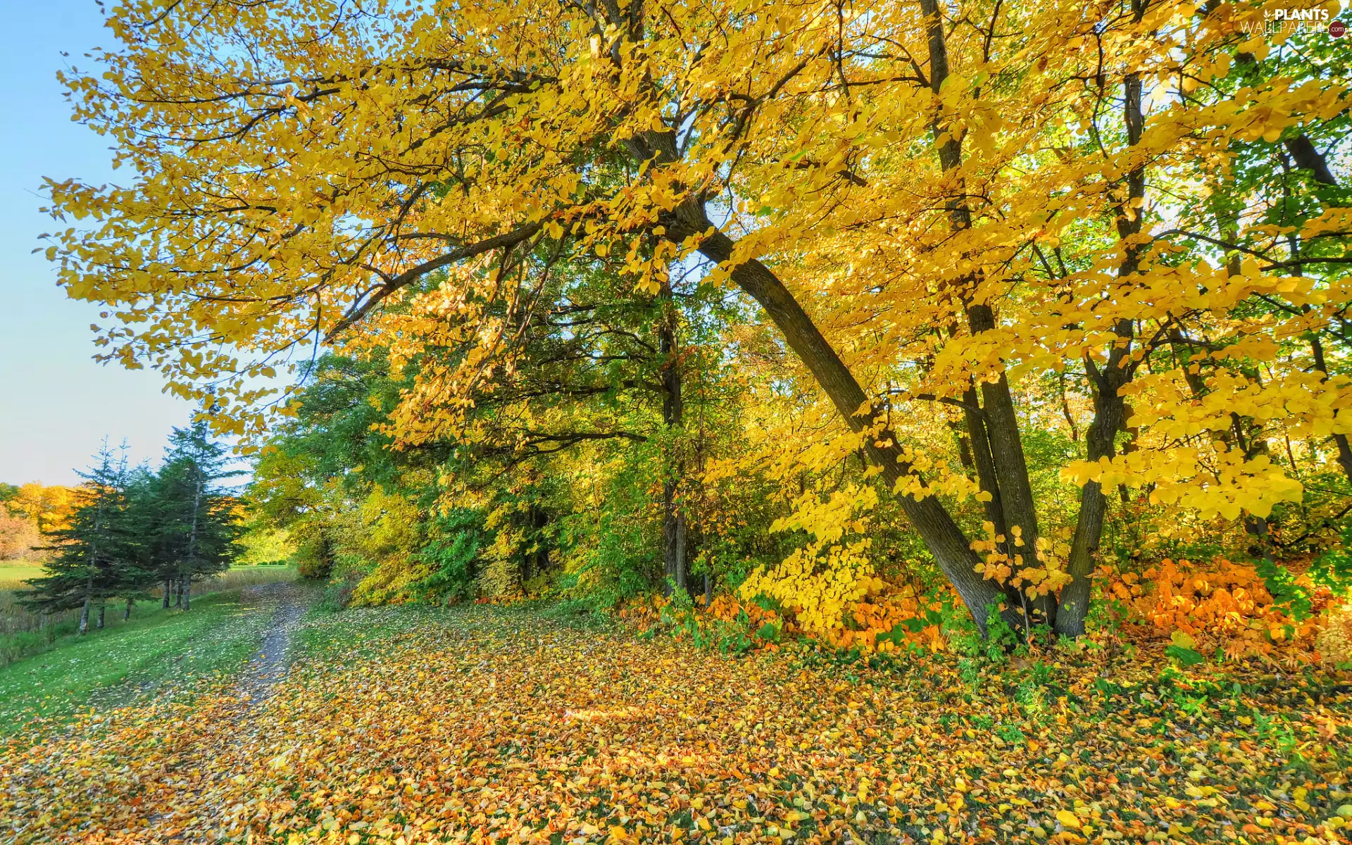 trees, Way, fallen, forest, autumn, viewes, Leaf