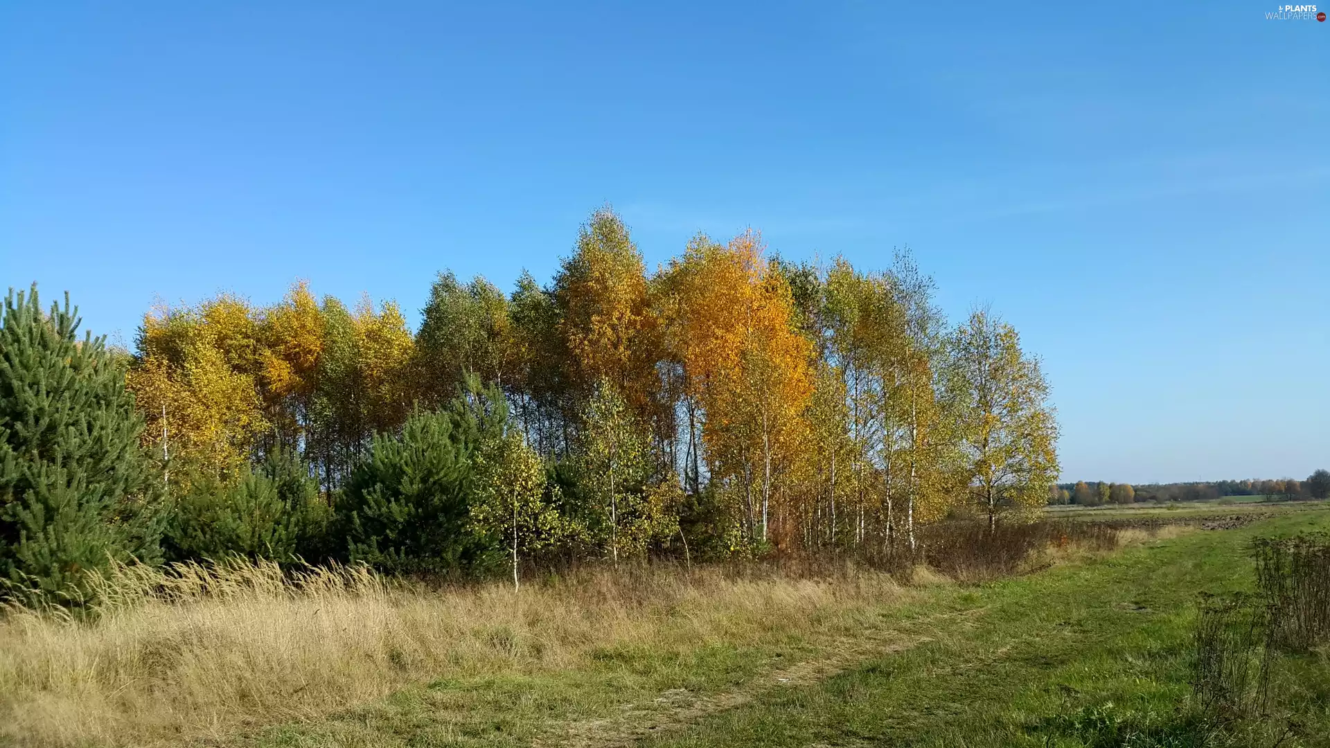 forest, autumn, Field