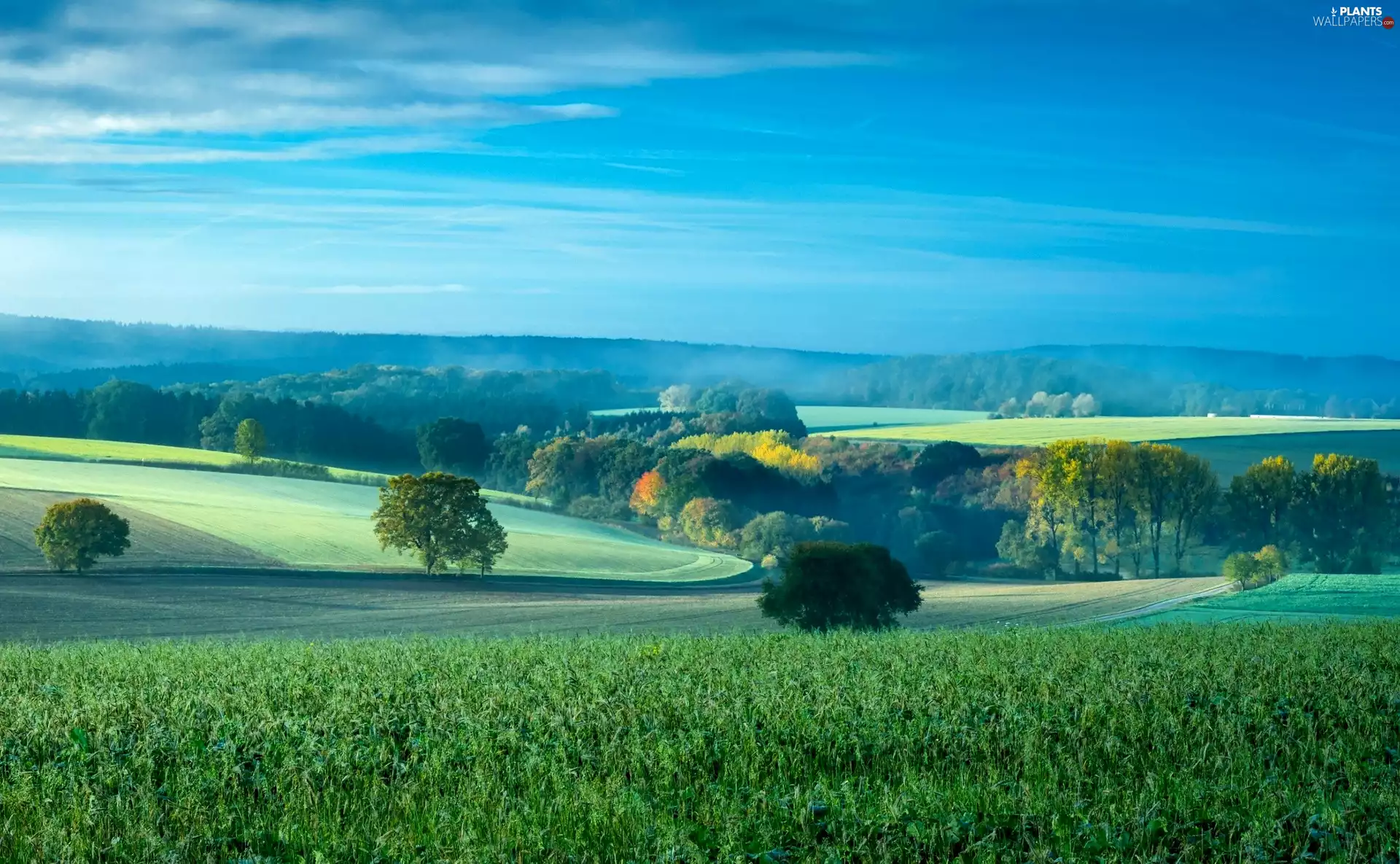 field, trees, viewes, forest
