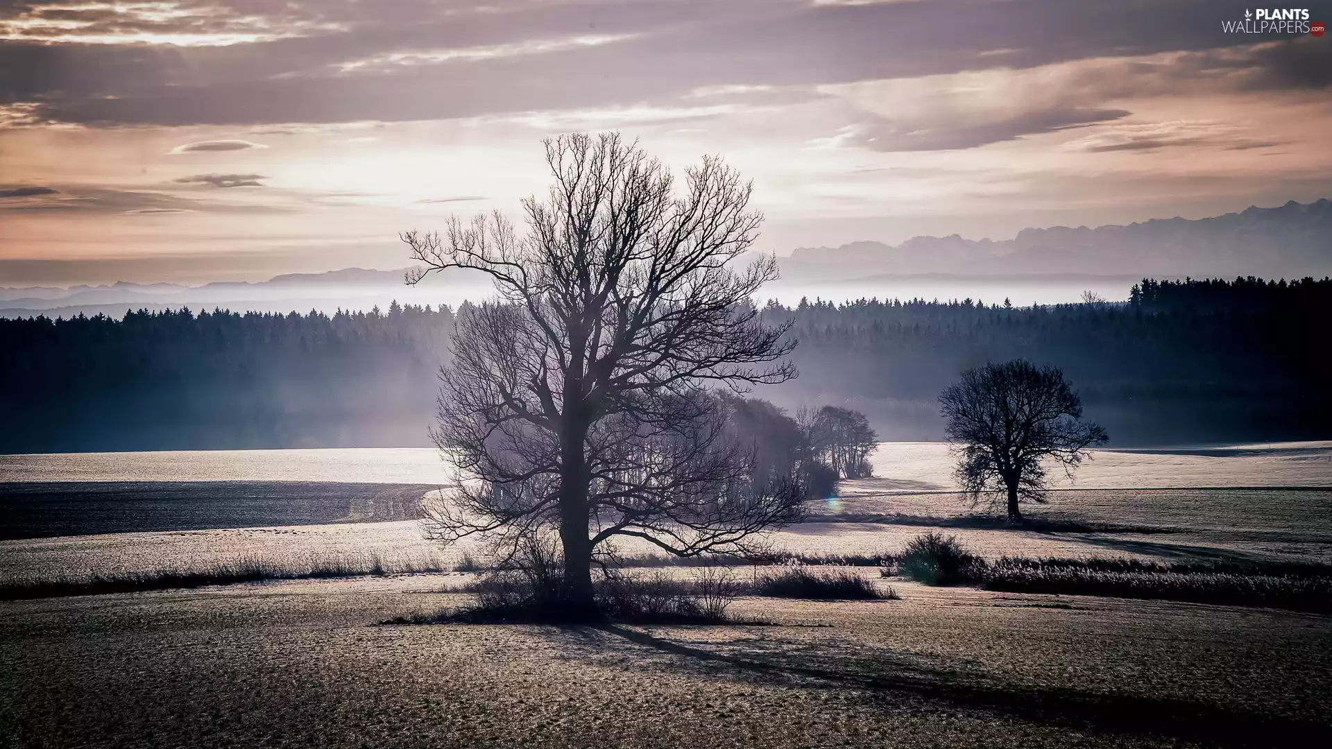 Field, trees, viewes, forest