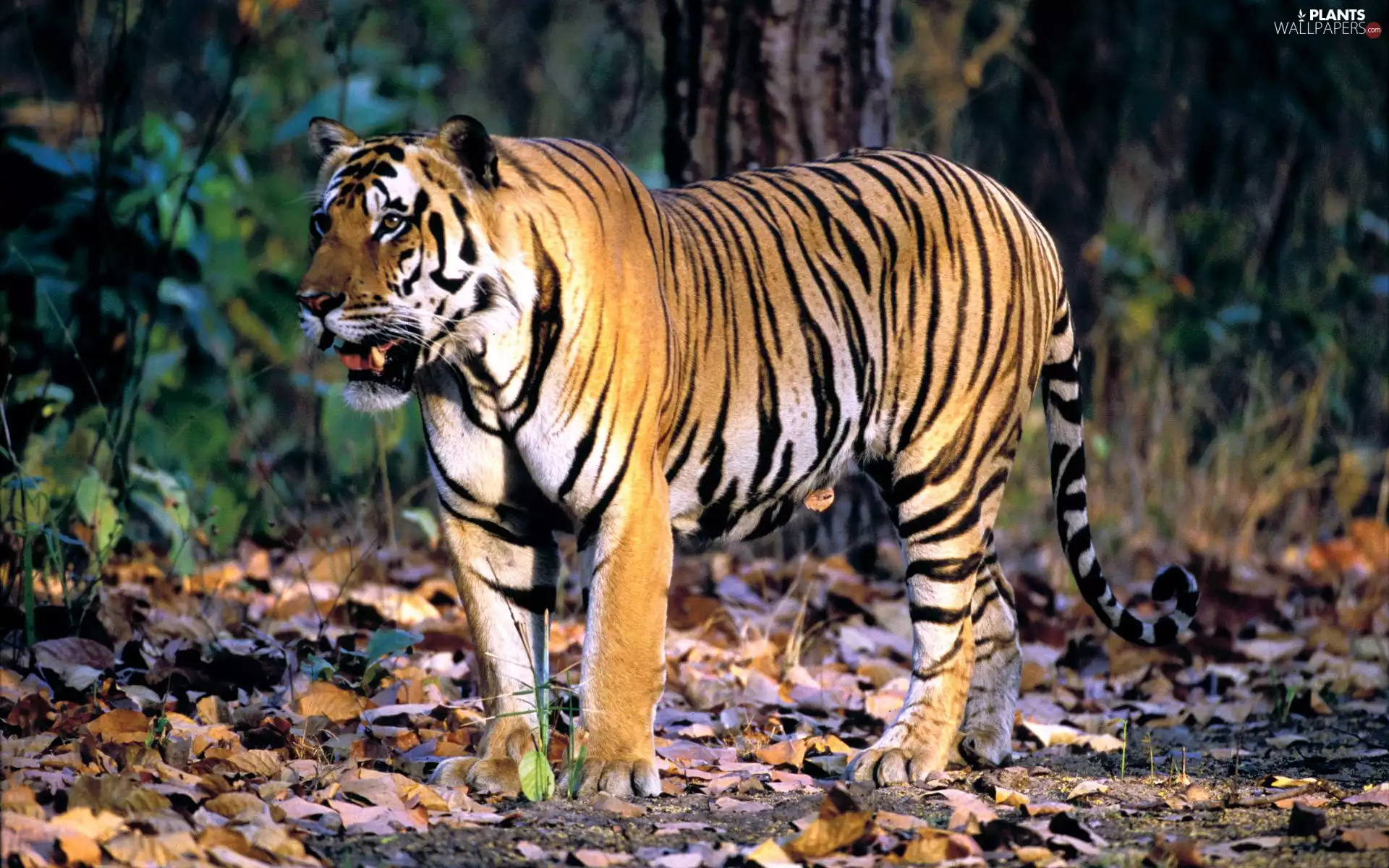 ligh, Leaf, flash, forest, tiger, sun, luminosity