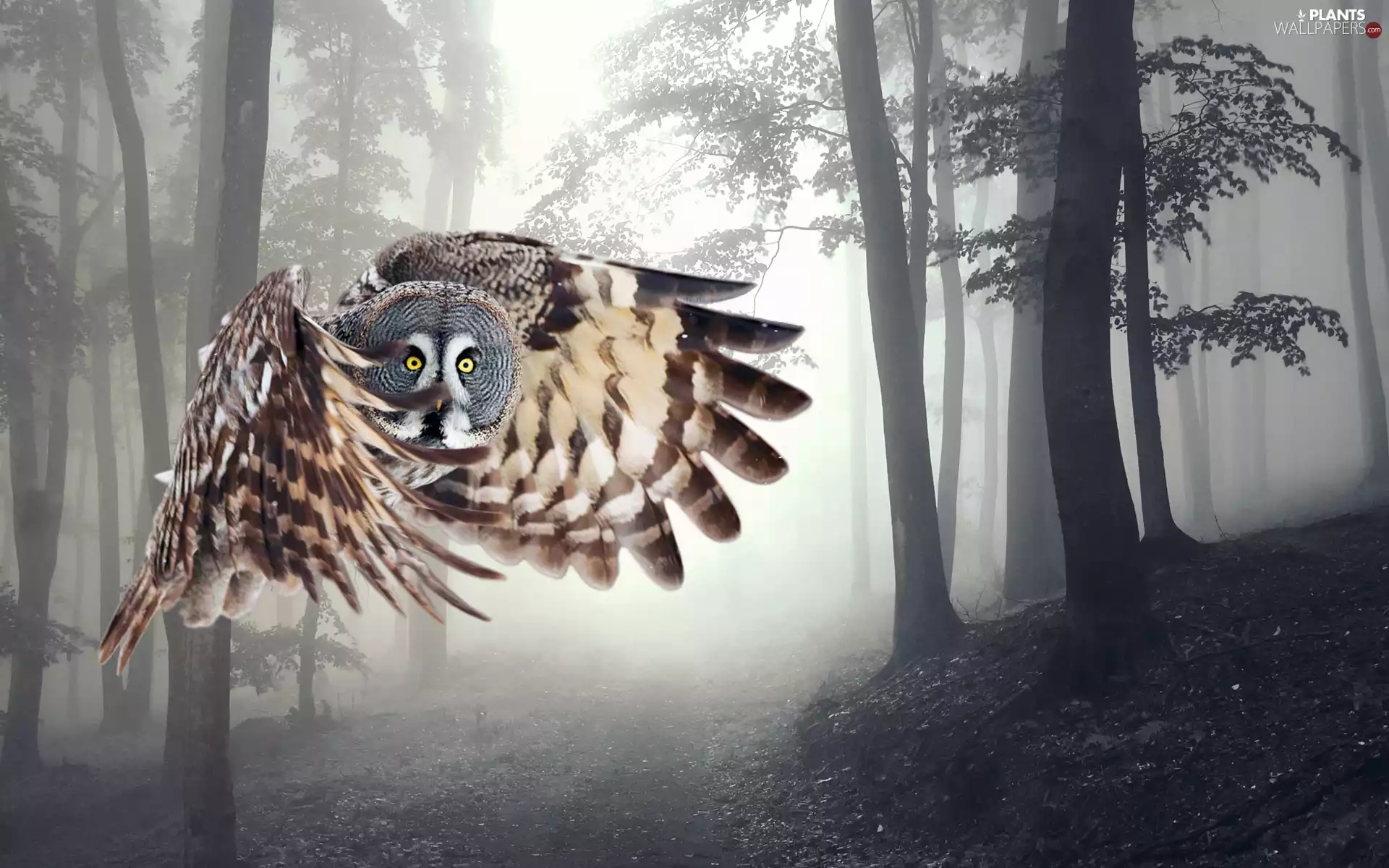 forest, owl, flight
