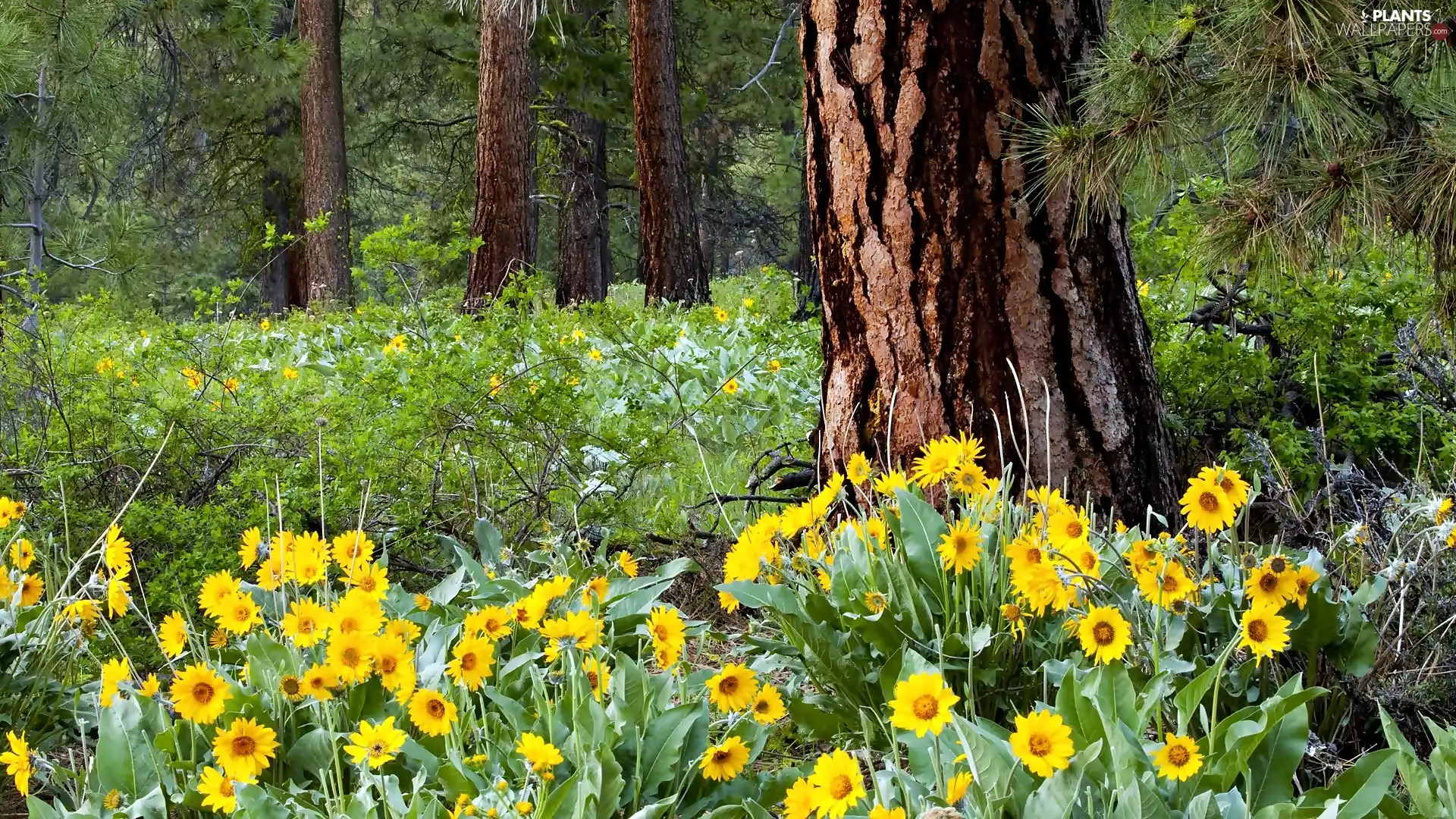 forest, Flowers