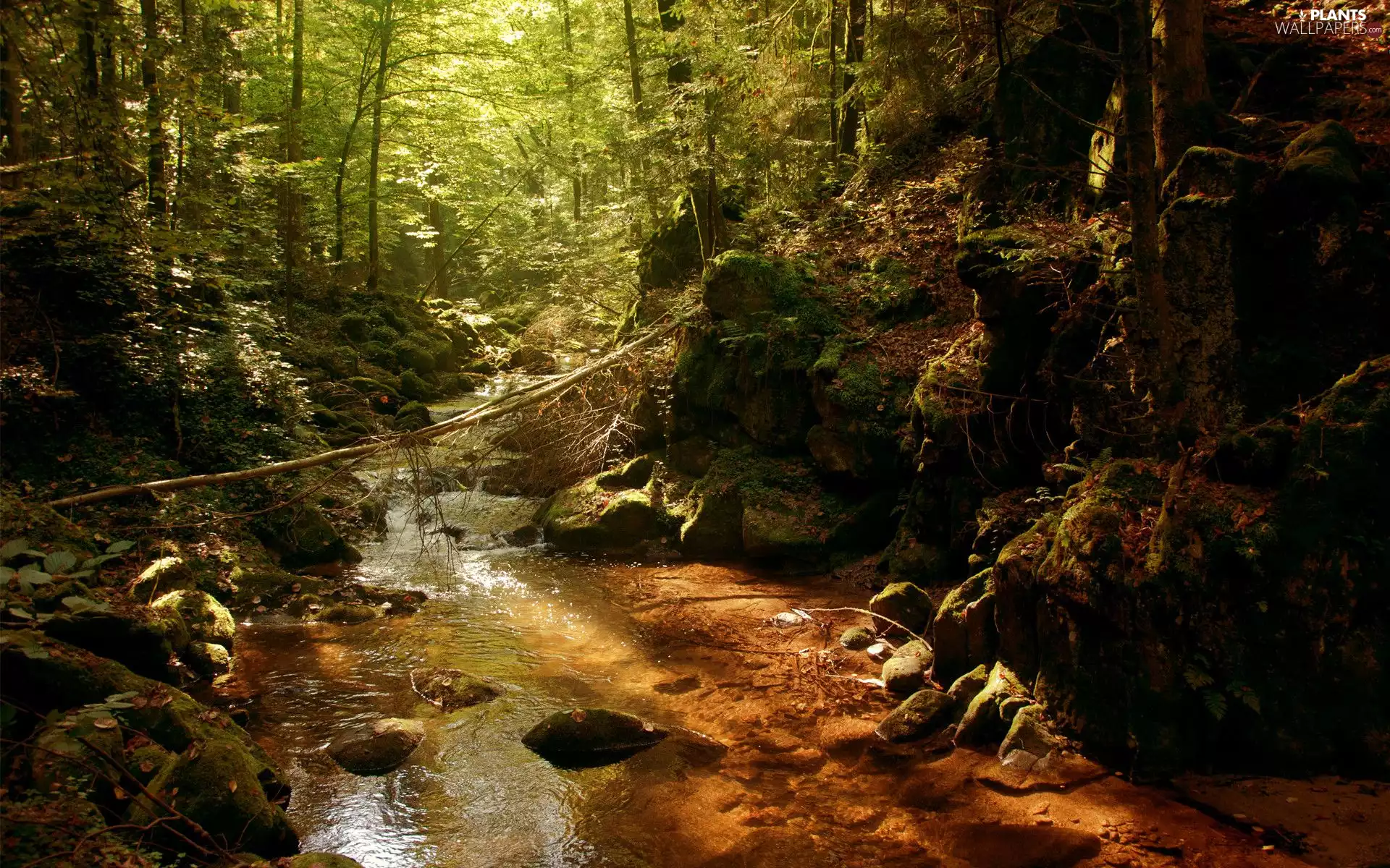 Stones, River, viewes, forest, trees, flux