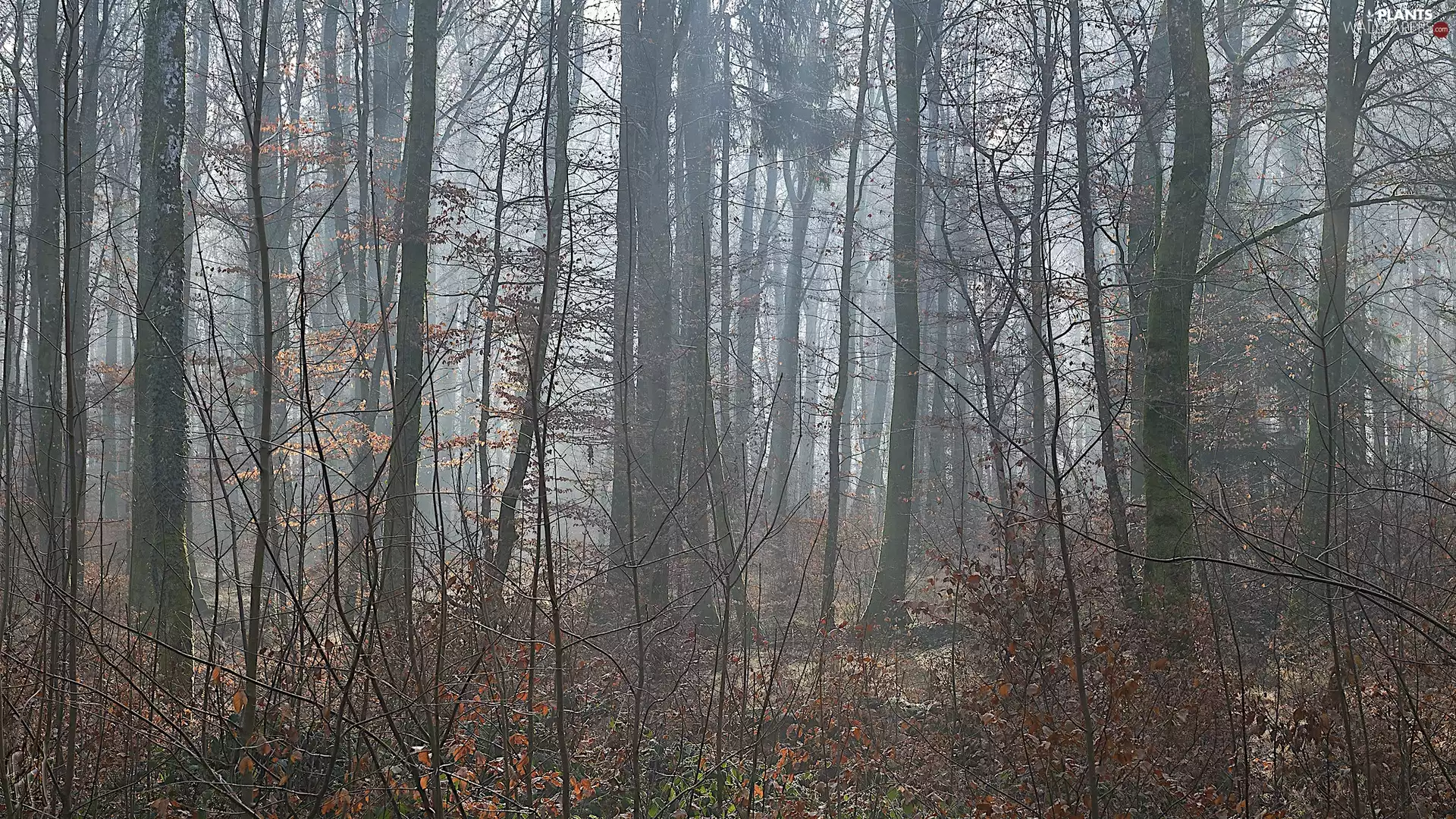 viewes, forest, Fog, trees, autumn