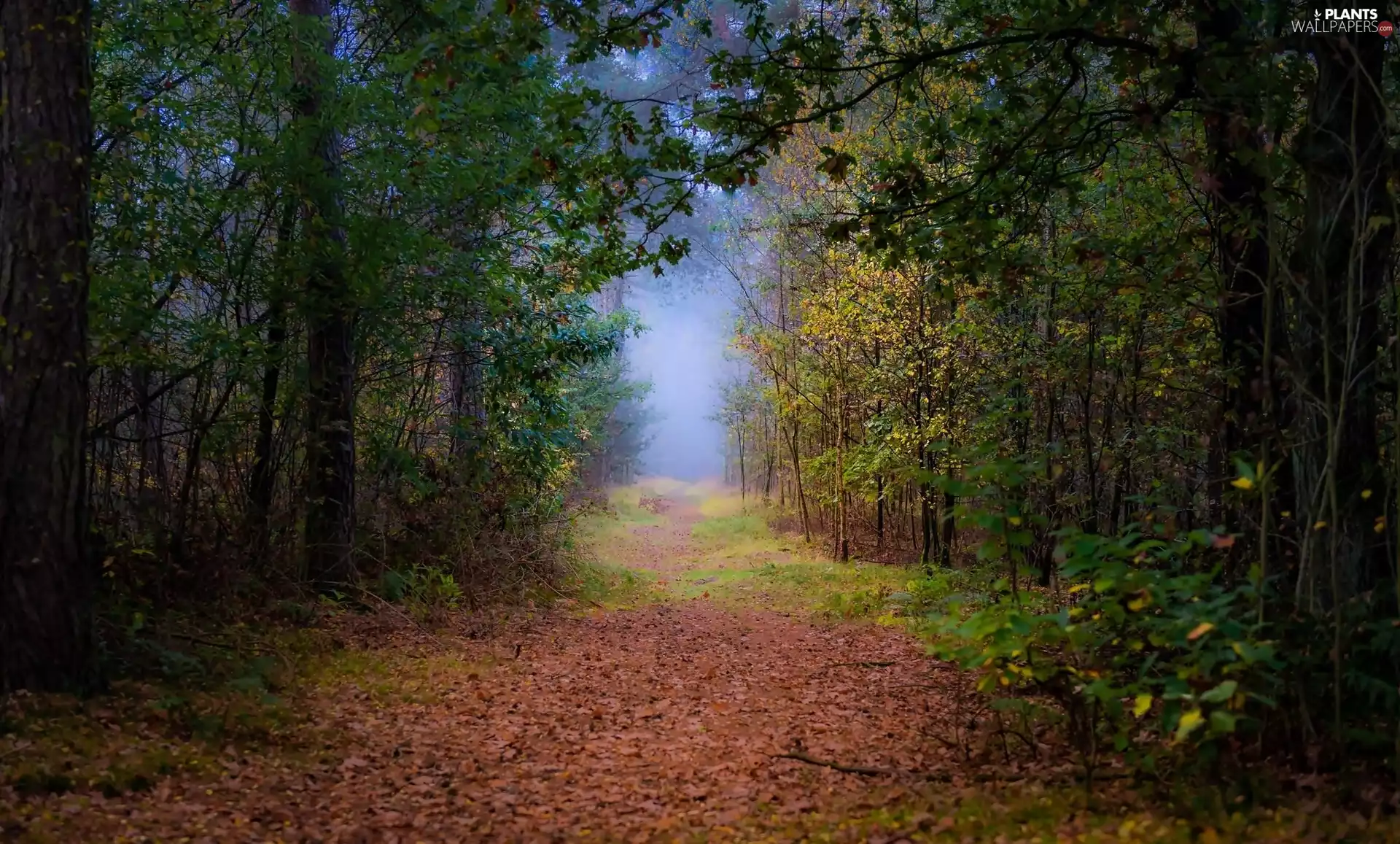 Nature reserve Oisterwijkse Bossen en Vennen, forest, autumn, Path, Fog, Province of North Brabant, Netherlands, Leaf