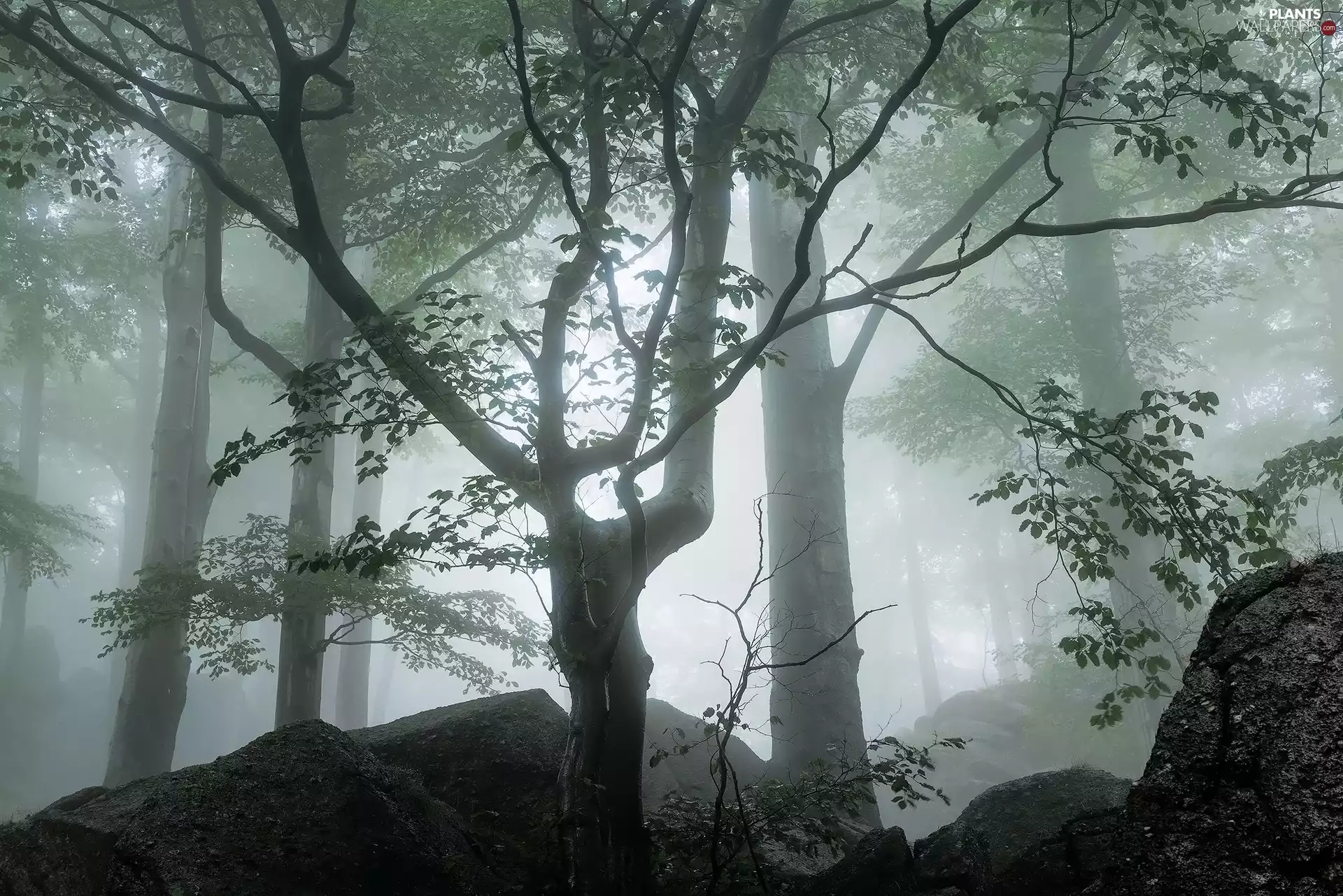 viewes, branch pics, forest, trees, Fog