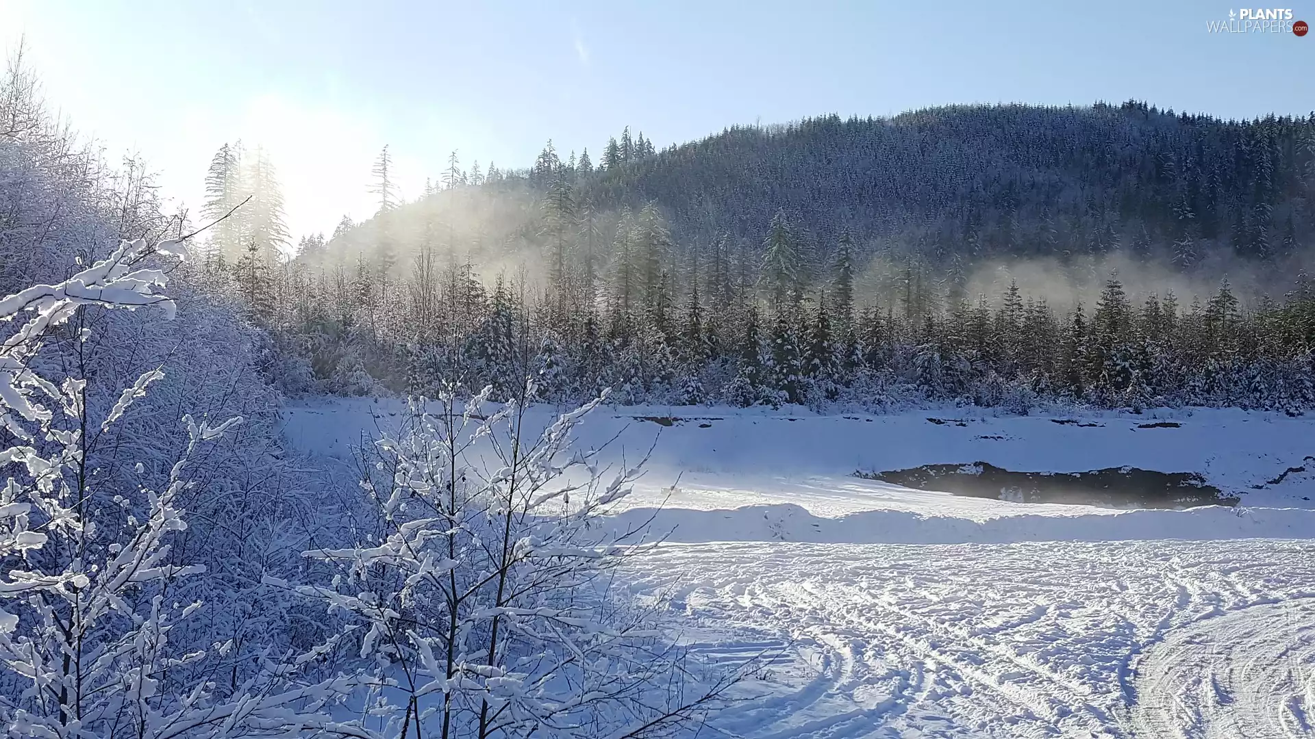 traces, trees, Fog, viewes, morning, snow, winter, forest