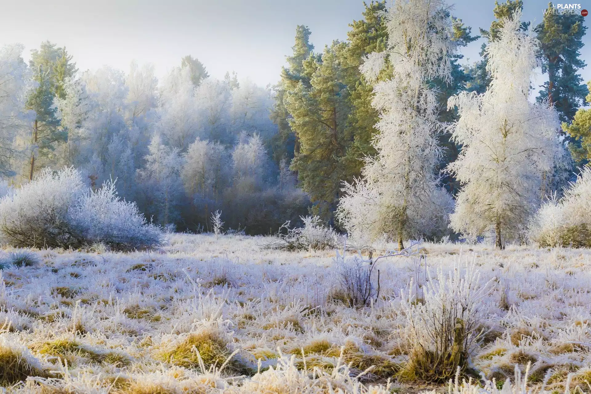 trees, viewes, Fog, car in the meadow, White frost, forest, winter, grass