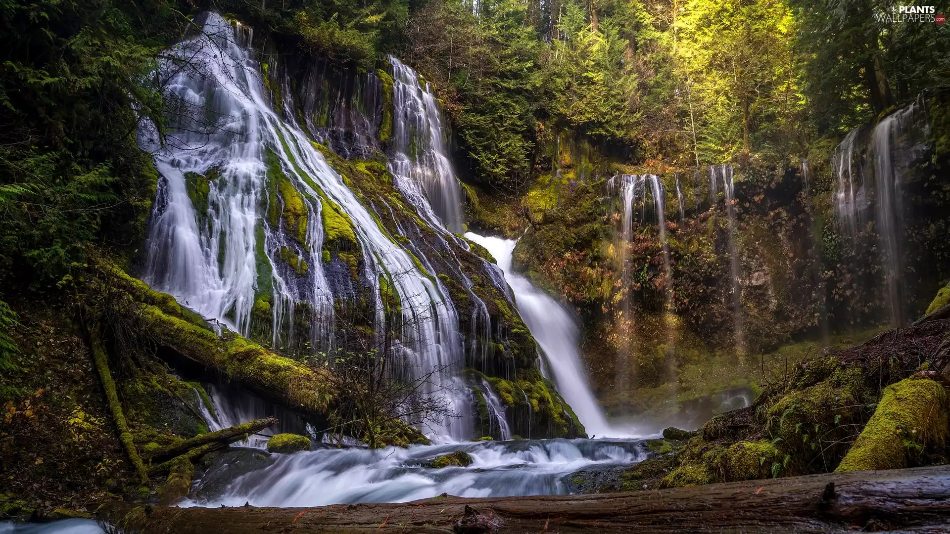 Panther Creek Falls, trees, Washington State, viewes, forest, Gifford Pinchot National Forest, The United States