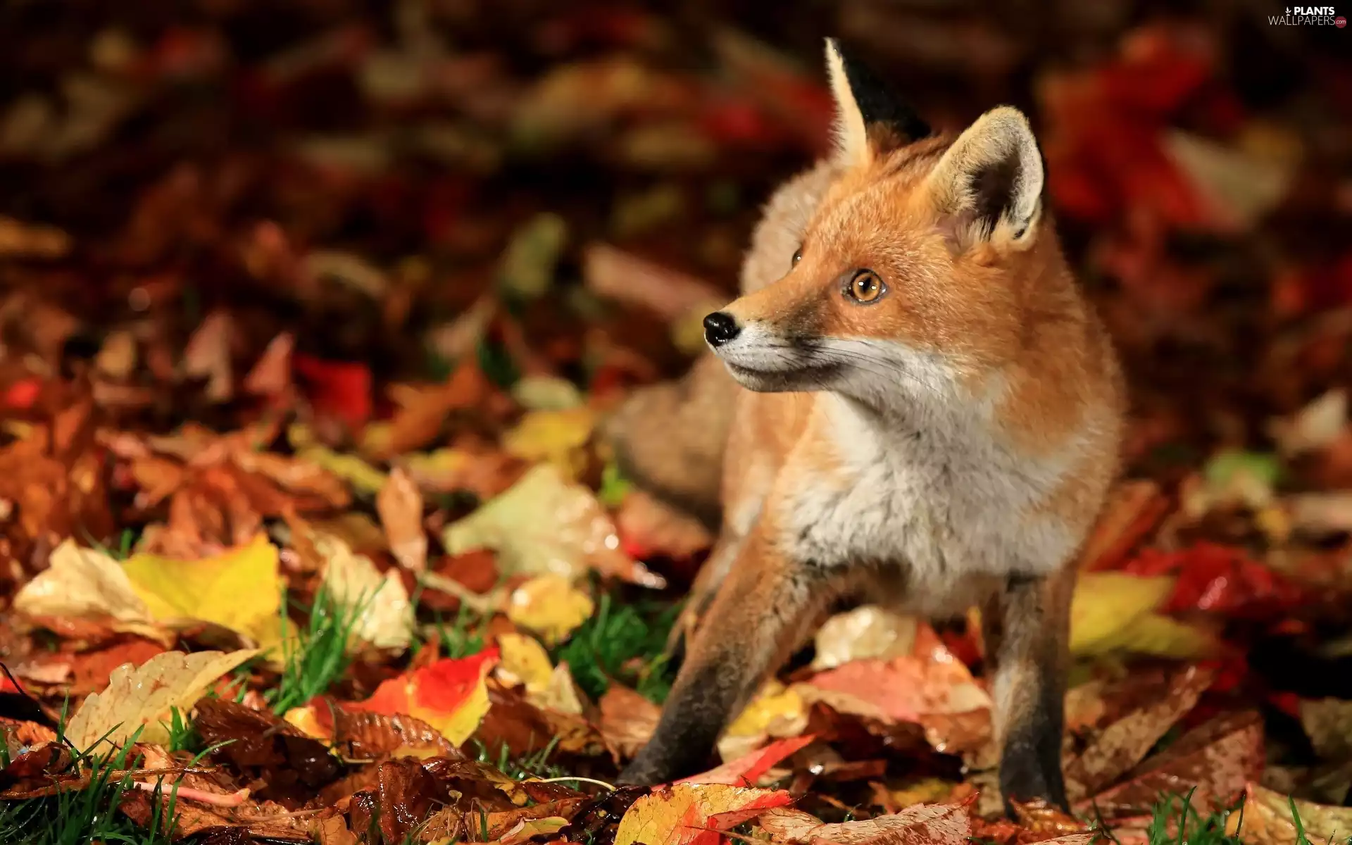 fox, Leaf, autumn, forest