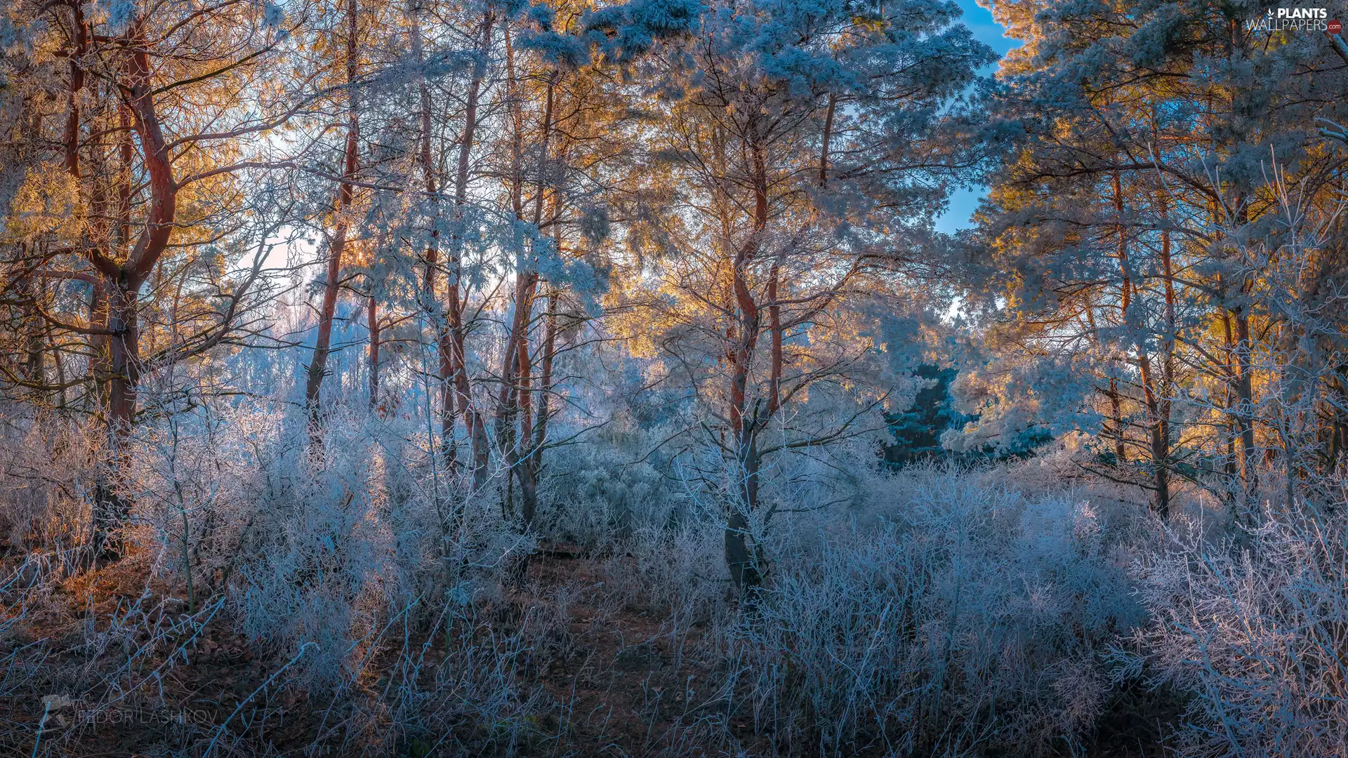trees, winter, grass, forest, viewes, frosty