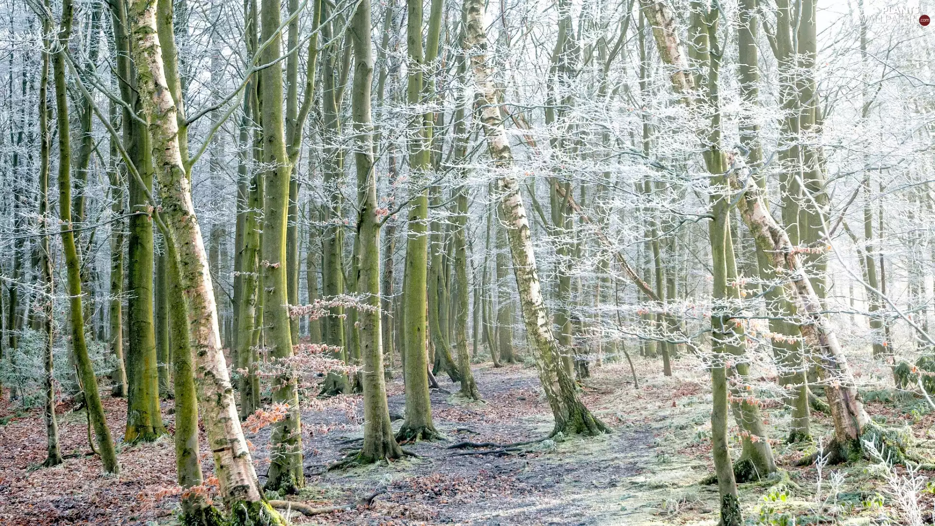 viewes, forest, frosty, trees, winter