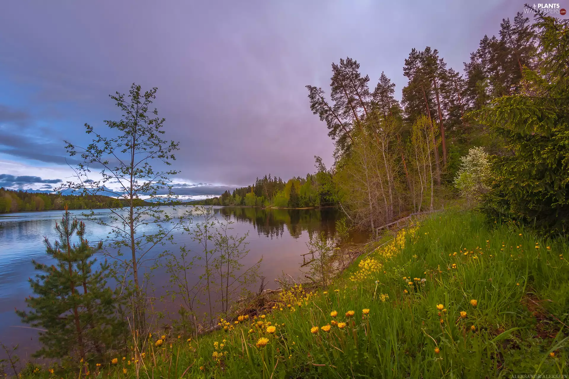 trees, coast, grass, forest, lake, viewes, Flowers