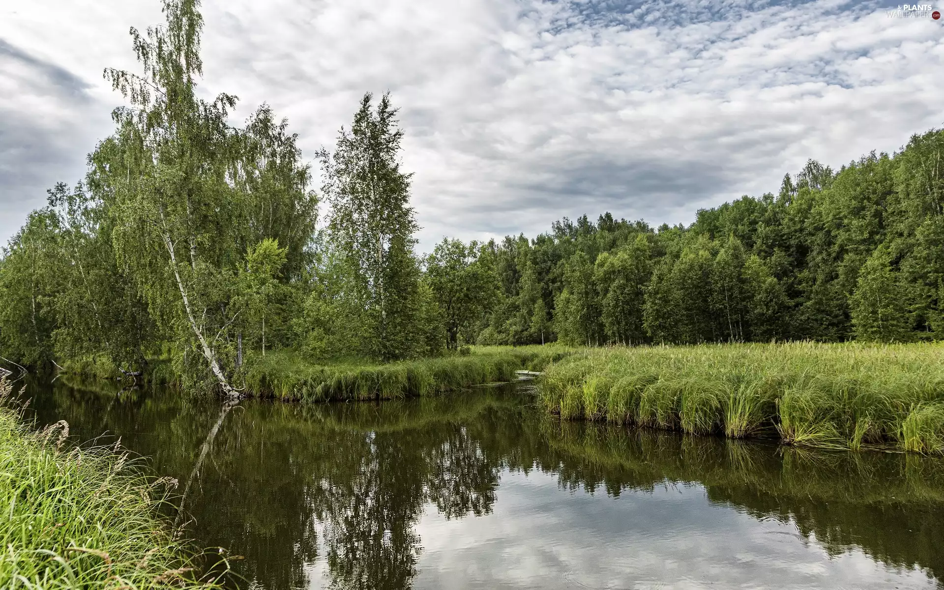 viewes, forest, grass, trees, River