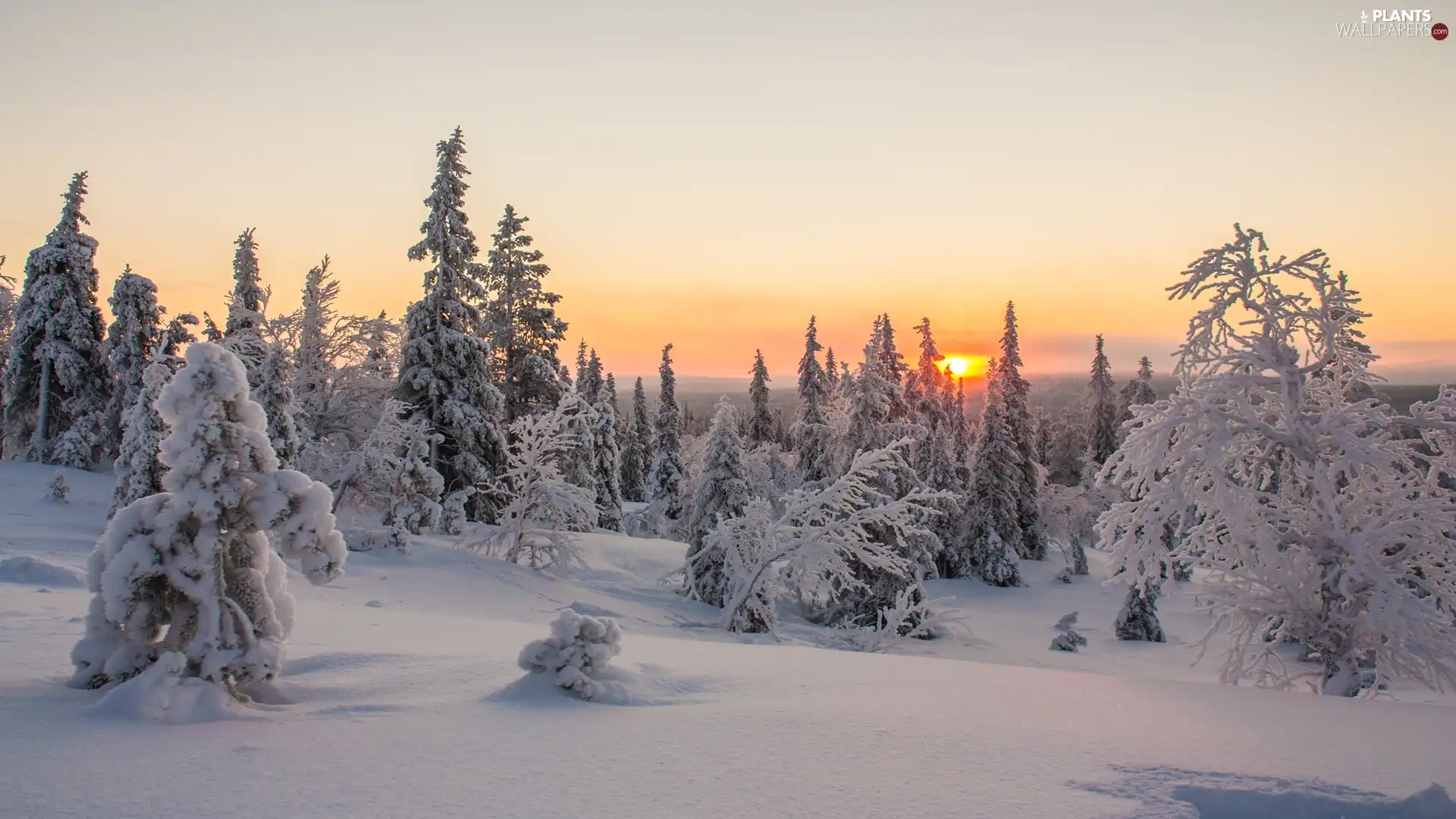 winter, forest, Great Sunsets, Spruces
