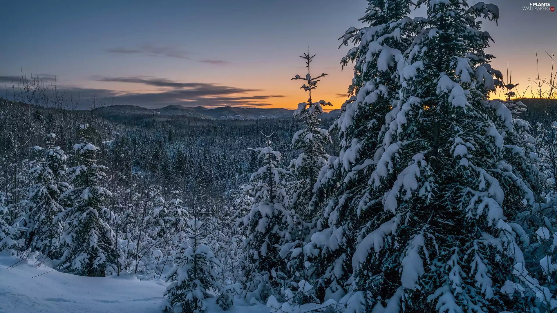Spruces, winter, Great Sunsets, clouds, The Hills, forest