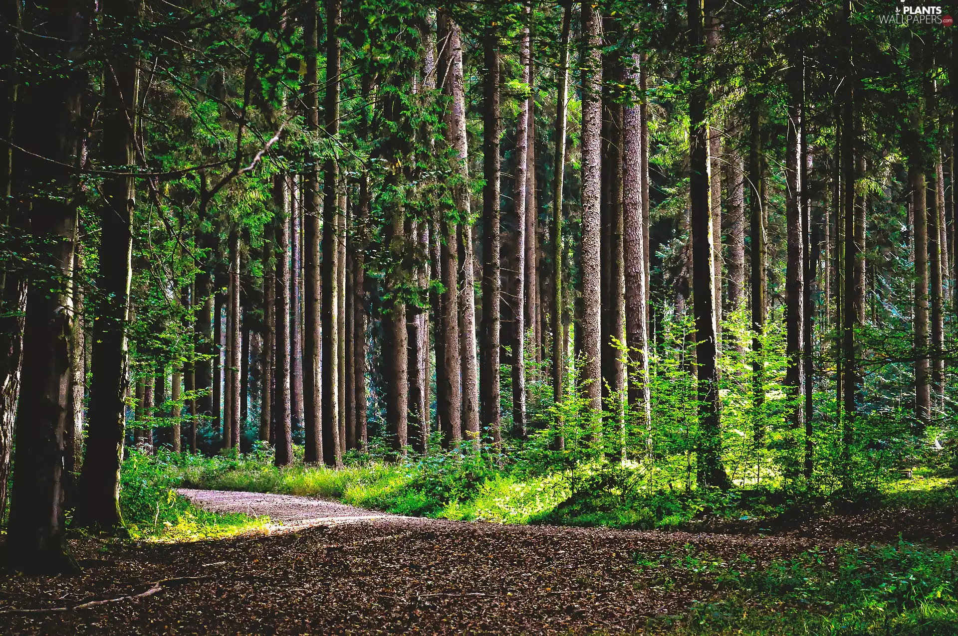 Green, trees, viewes, forest