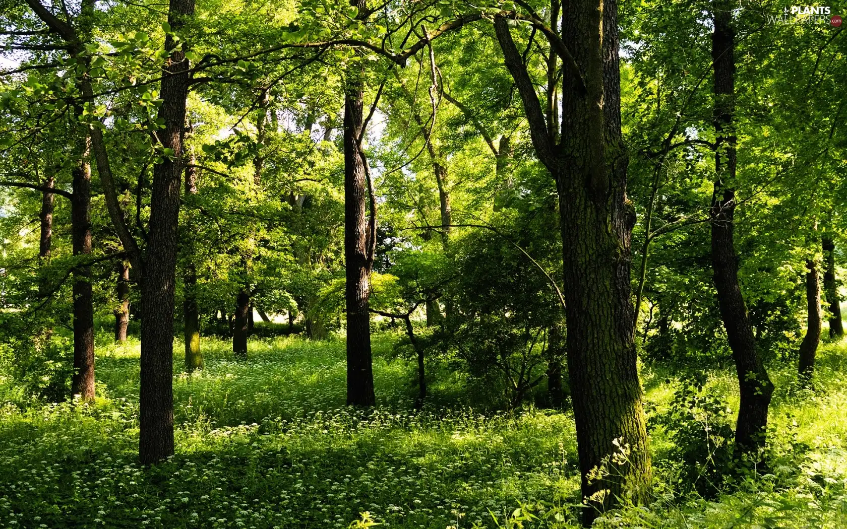 Green, forest