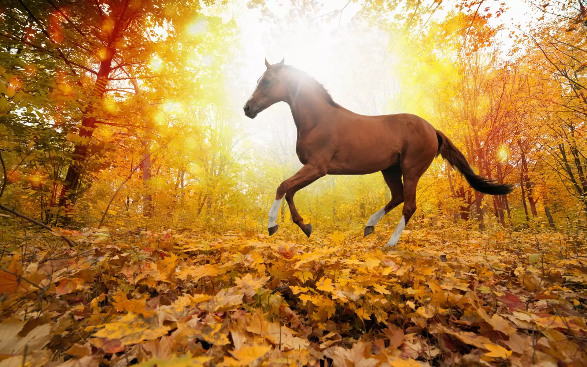 Horse, Leaf, autumn, forest